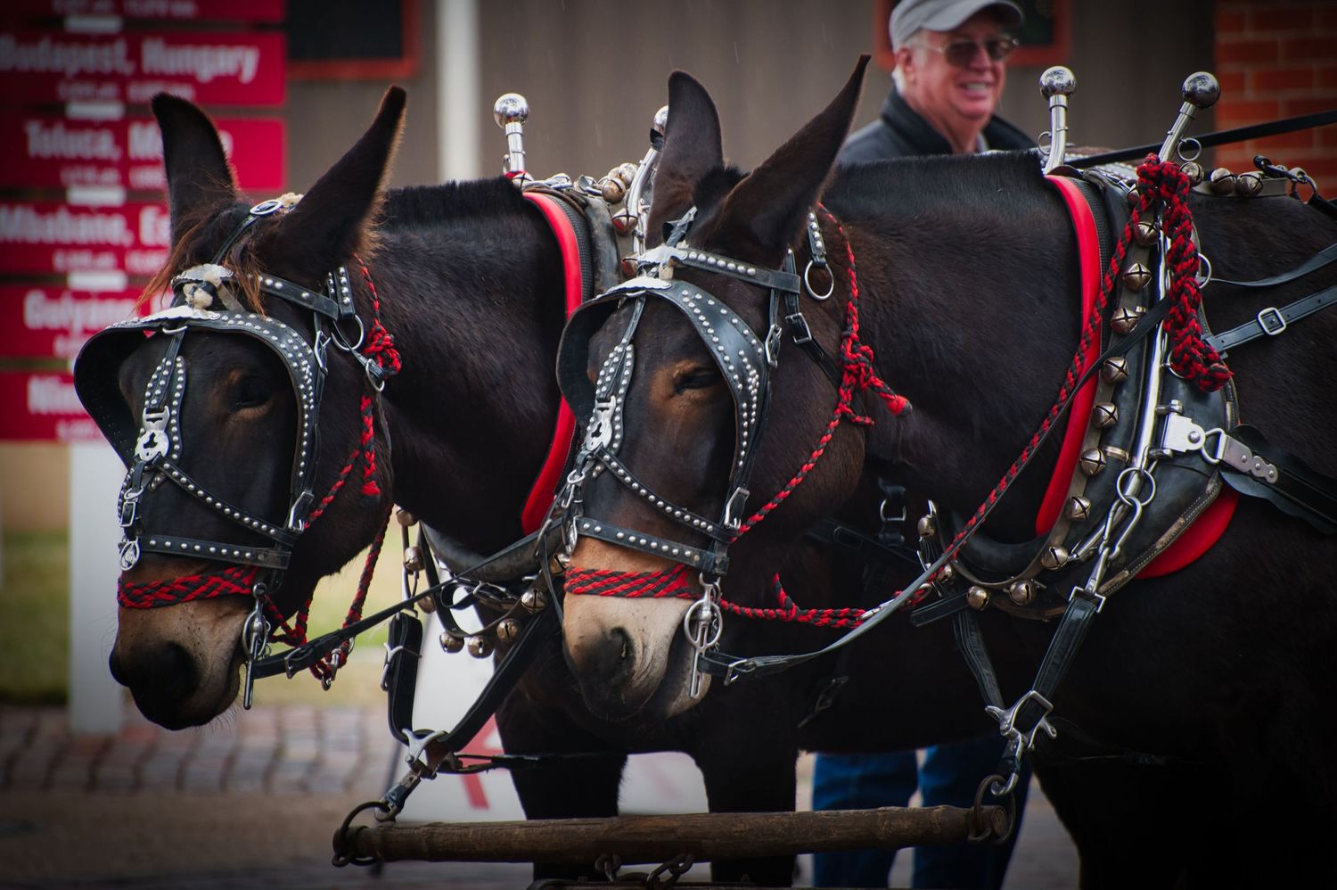 Two draft horses wearing black harnesses and red bridles stand side by side in traditional carriage gear.