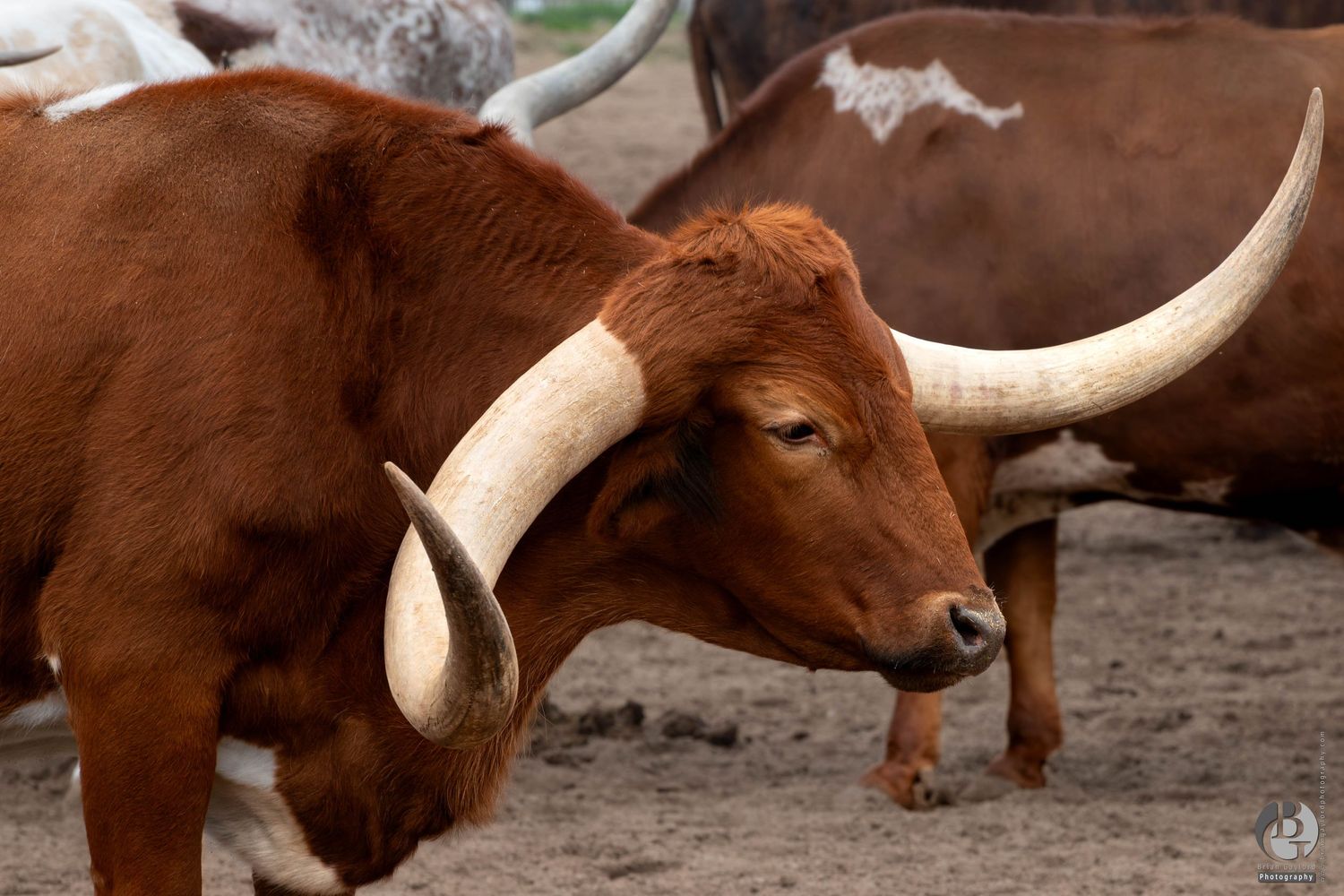 A Texas longhorn steer with impressive curved horns shows its distinctive reddish-brown coat in profile.