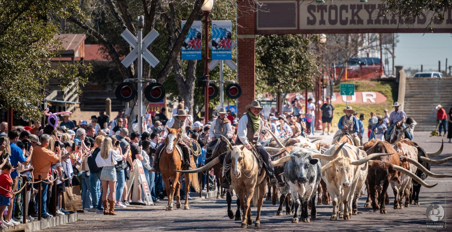 Cattle drive parade through historic western town with spectators lining downtown street near railroad crossing sign.