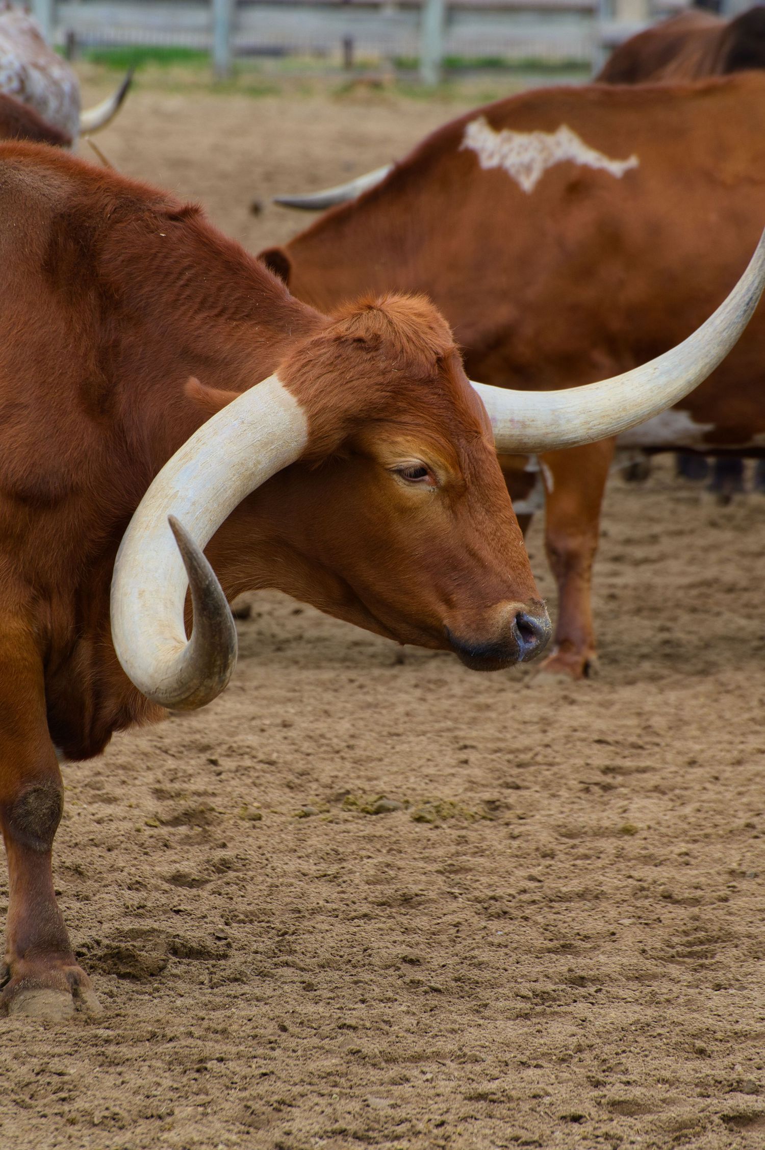 Close-up of a Texas Longhorn steer with distinctive curved horns and reddish-brown coat standing in dirt.
