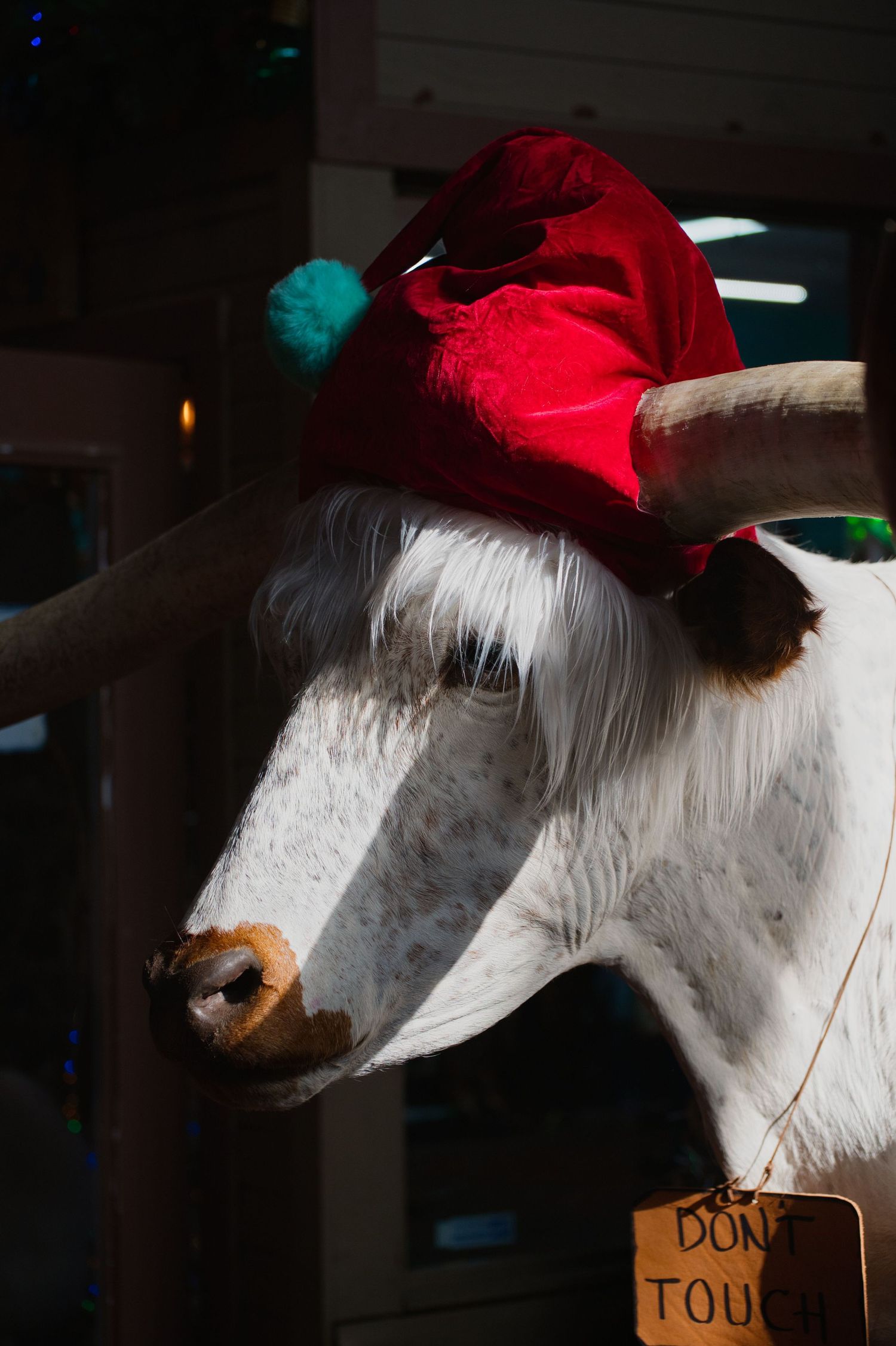 A white horse wearing a festive red Santa hat with green pom pom in a dark stable.