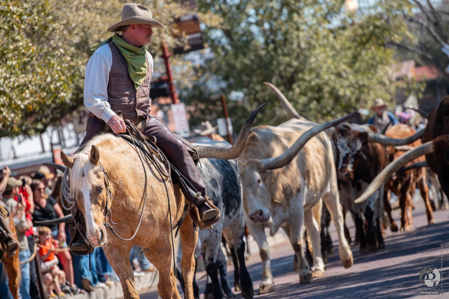 A cowboy rides horseback while herding longhorn cattle down a city street during a western parade event.