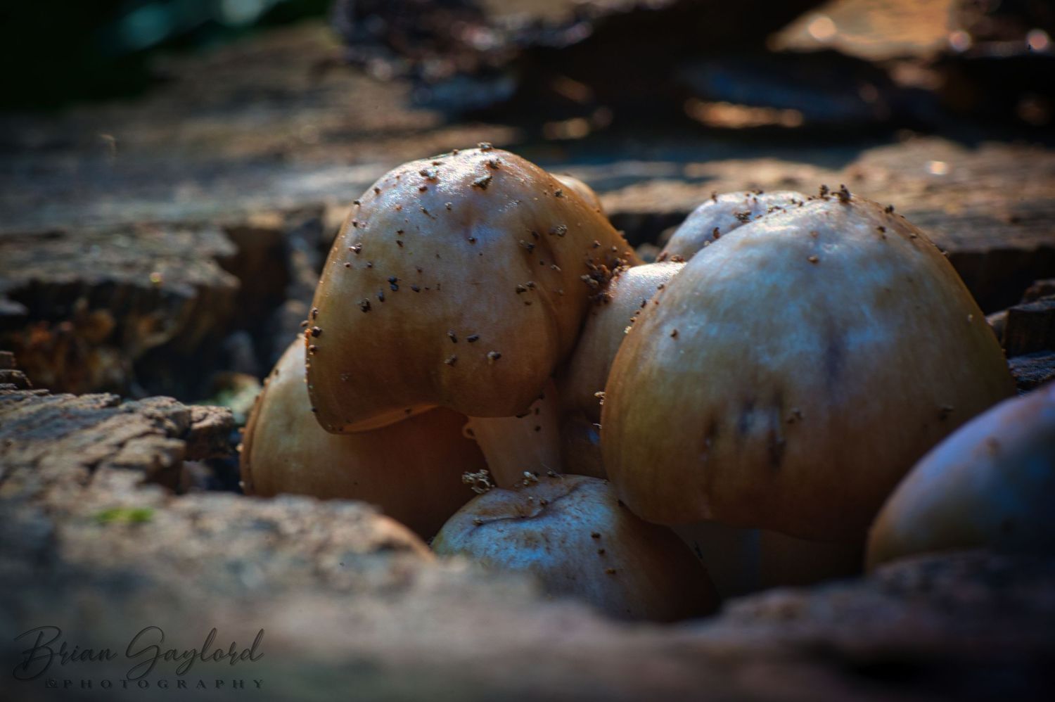 Fresh harvested potatoes lying in dark soil with atmospheric lighting.