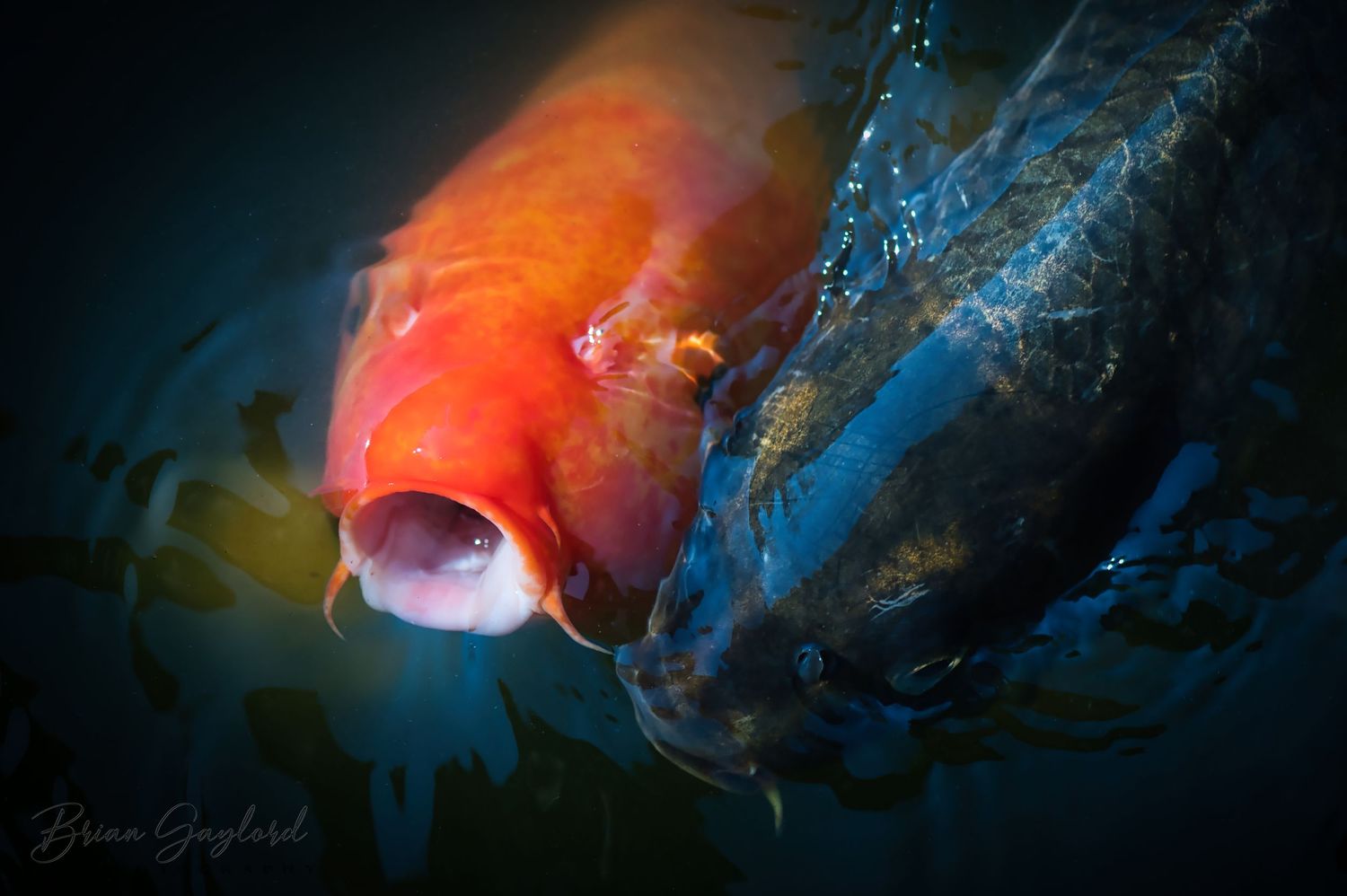 Close-up of an orange koi fish with open mouth underwater in vibrant blue lighting.