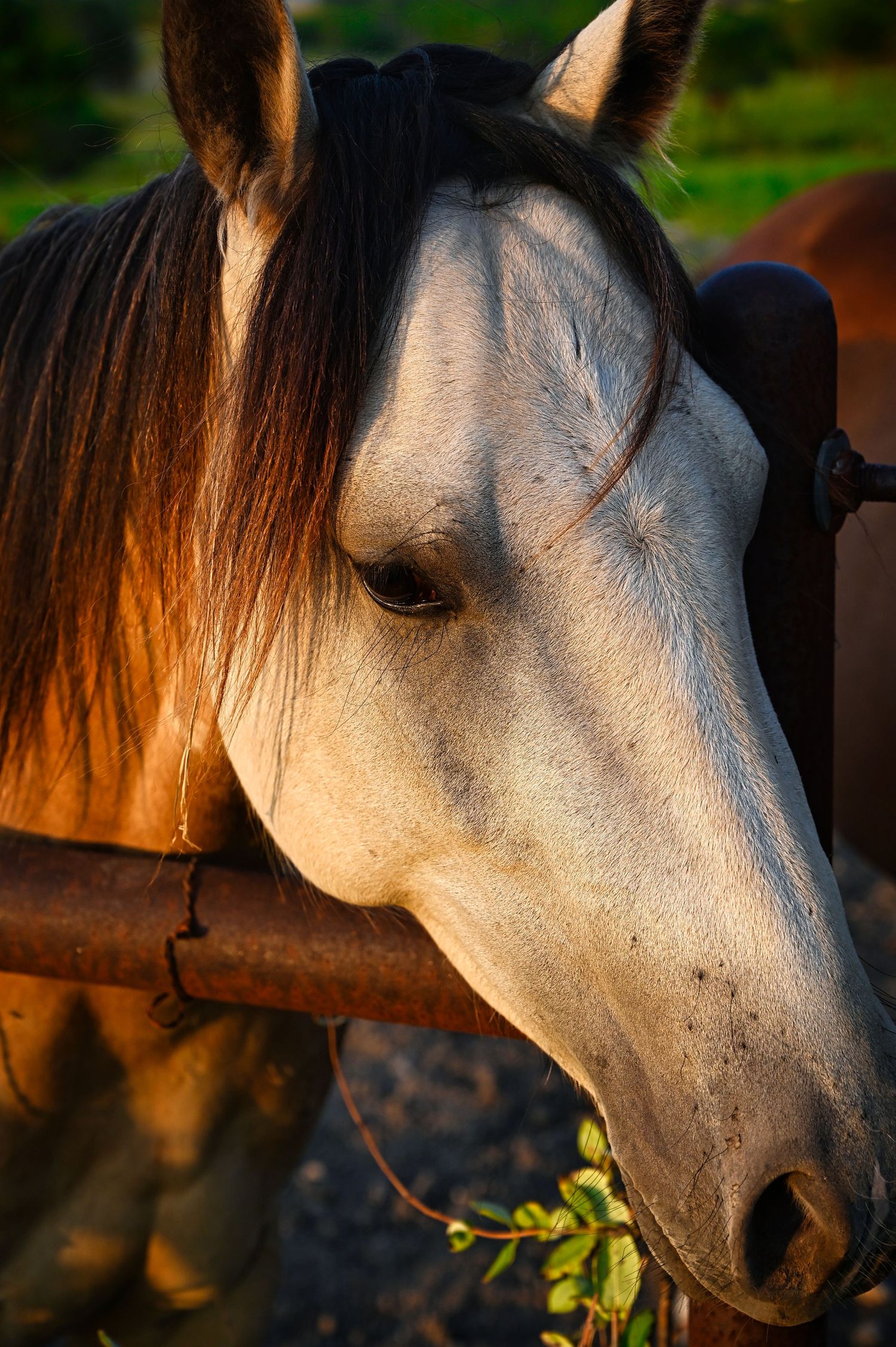 A close-up portrait of a white horse's face illuminated by warm sunset light.