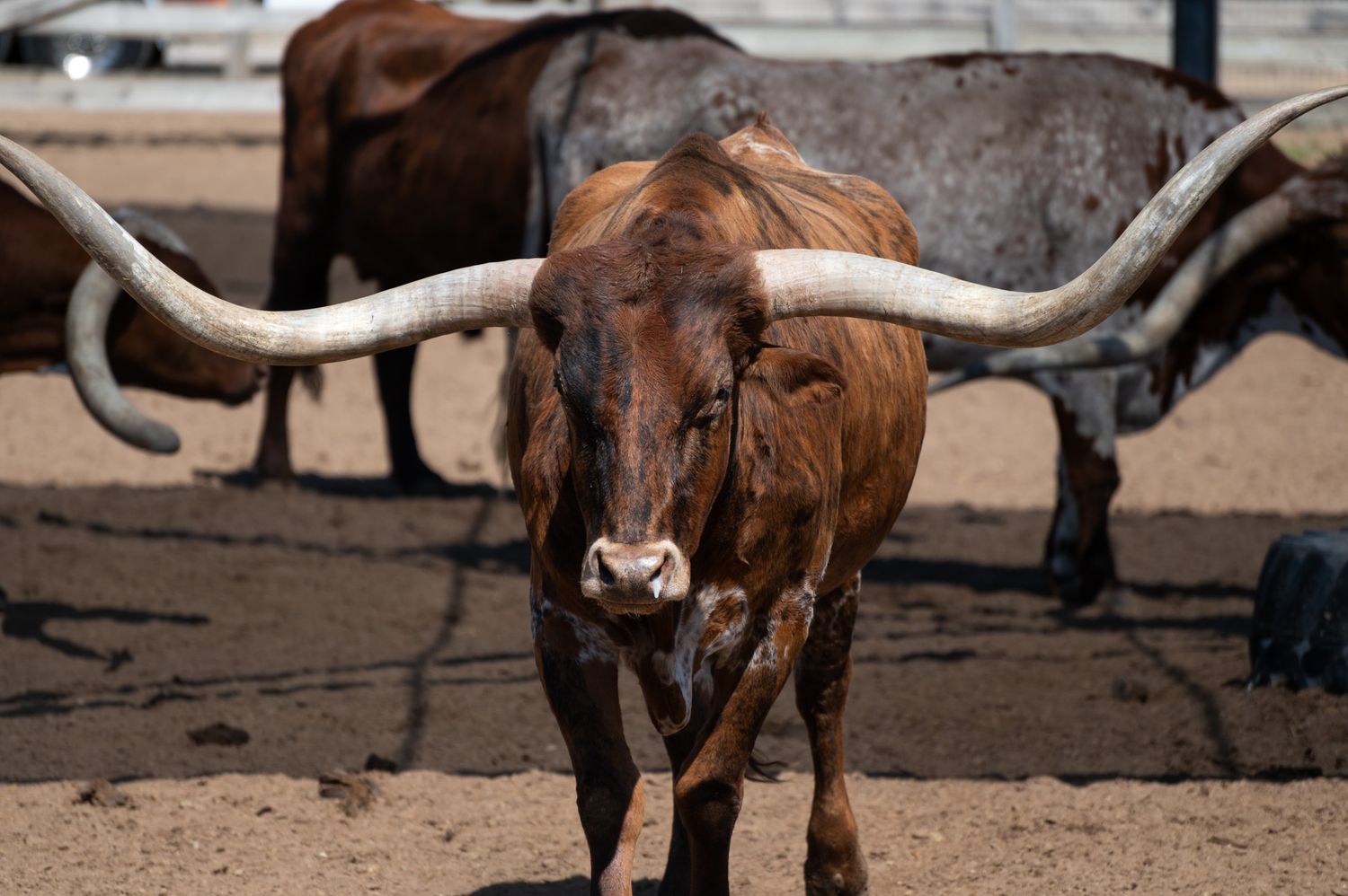 Texas longhorn steer with curved horns stands alert in dusty corral, other cattle visible in background.