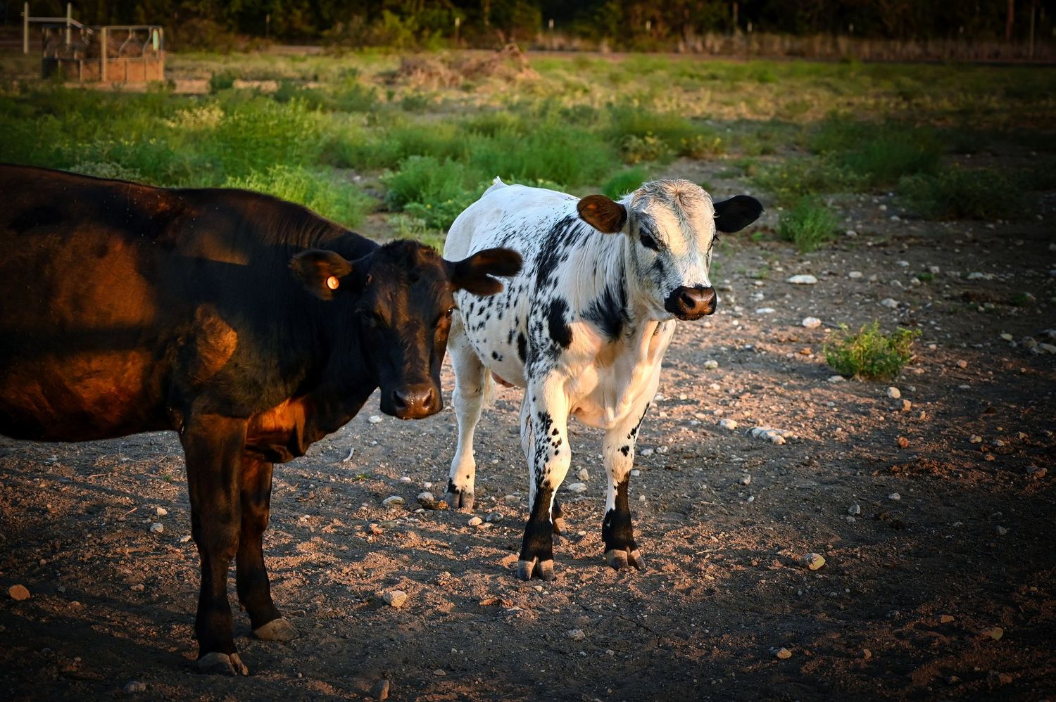 Two young calves, one brown and one spotted white and black, standing together in a pasture at sunset.