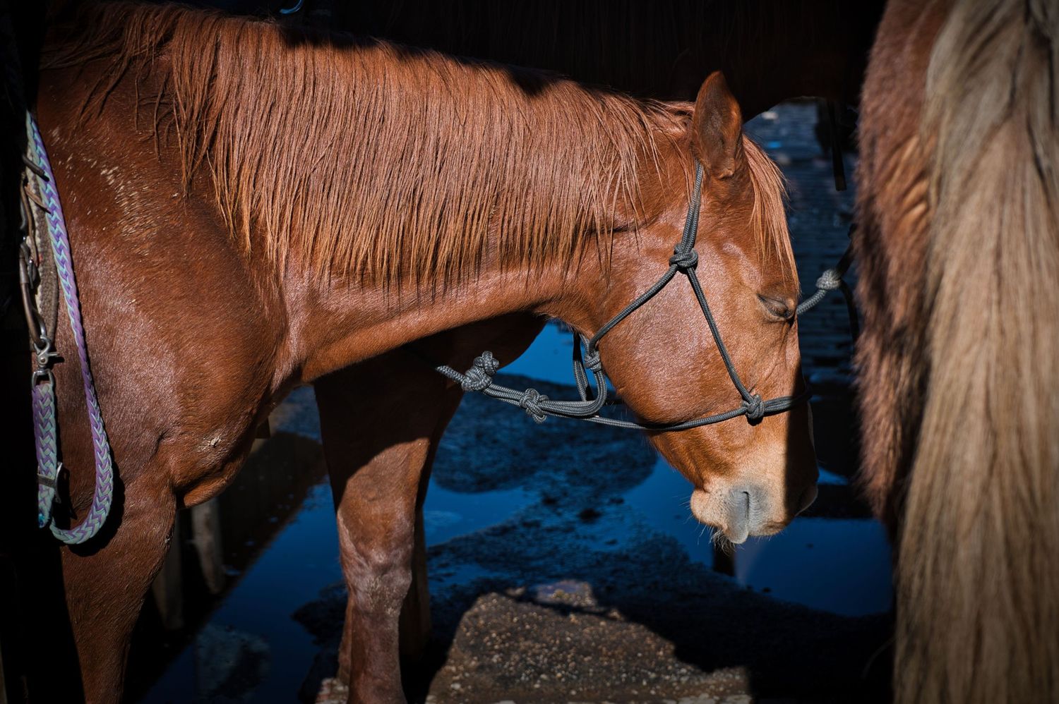A chestnut horse with bridle stands in low lighting against a blue background.
