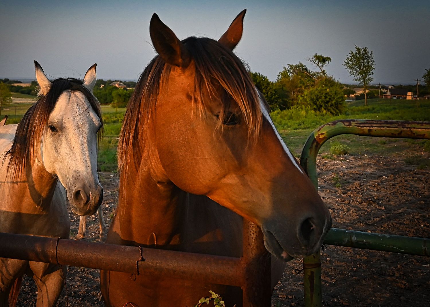 Two horses, one brown and one white, stand together at a wooden fence during golden hour.