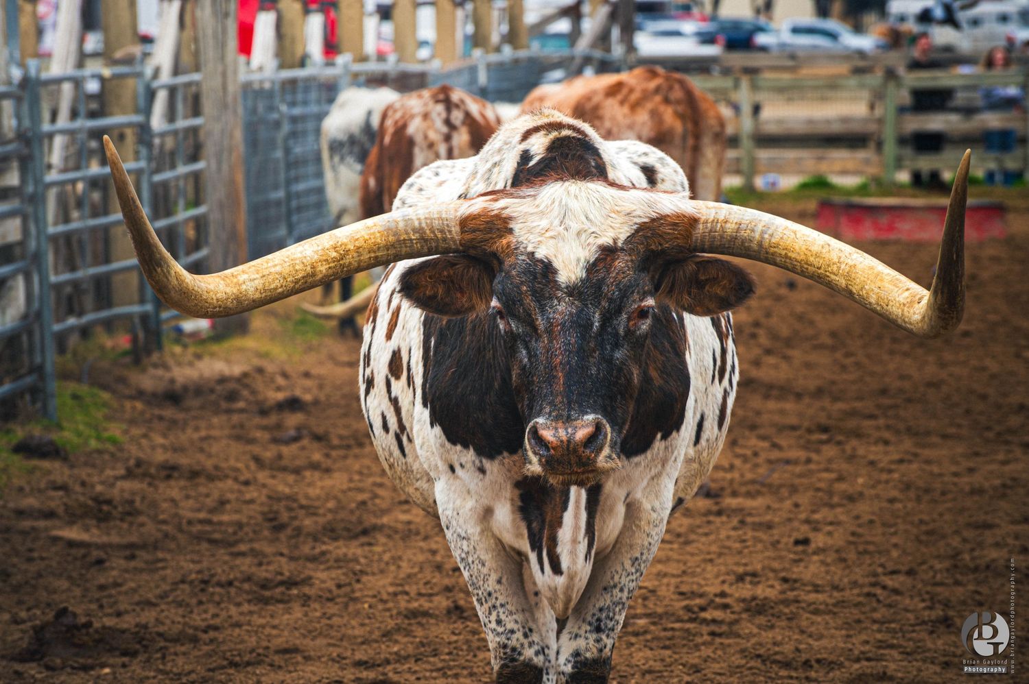 A Texas Longhorn steer with impressive horns stands in a dusty rodeo arena or farmyard.