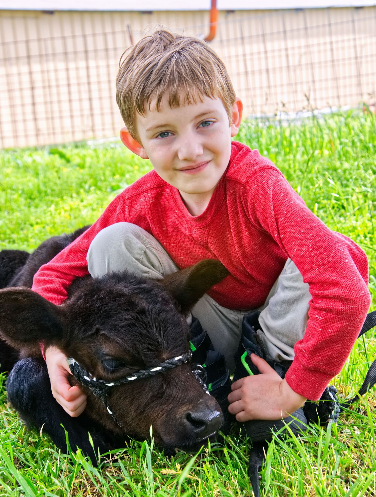 Child in red sweater hugging black calf on grass.