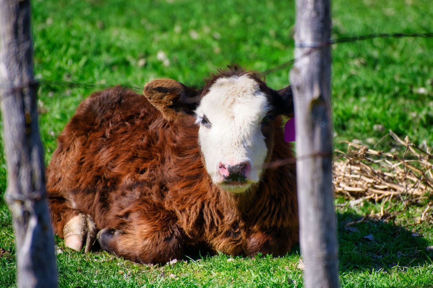A fluffy brown and white cow lies in green grass behind a wire fence.