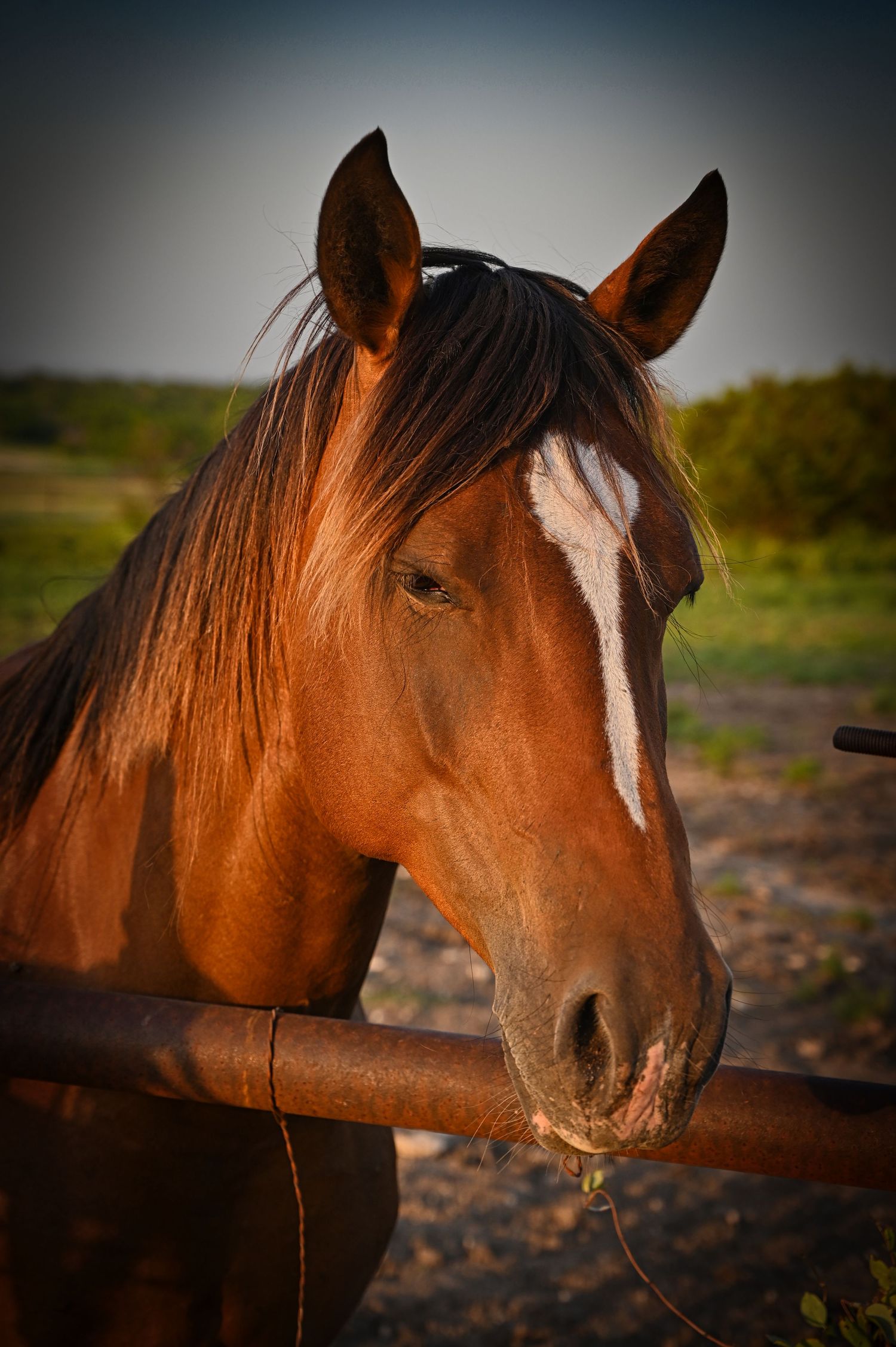 A brown horse with white blaze marking peers over a wooden fence at sunset.