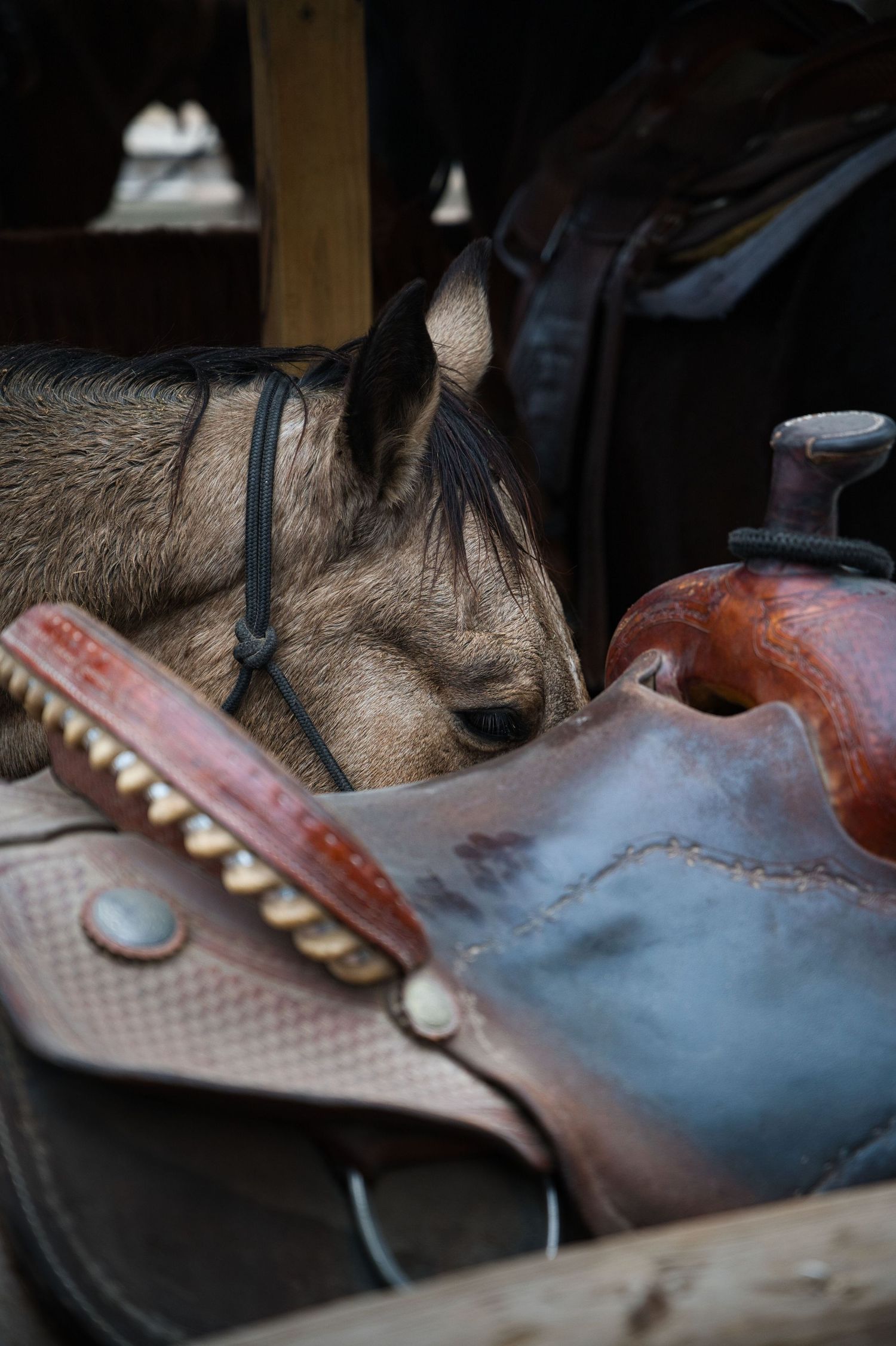 A tired horse rests its head against a leather saddle in a dimly lit stable.