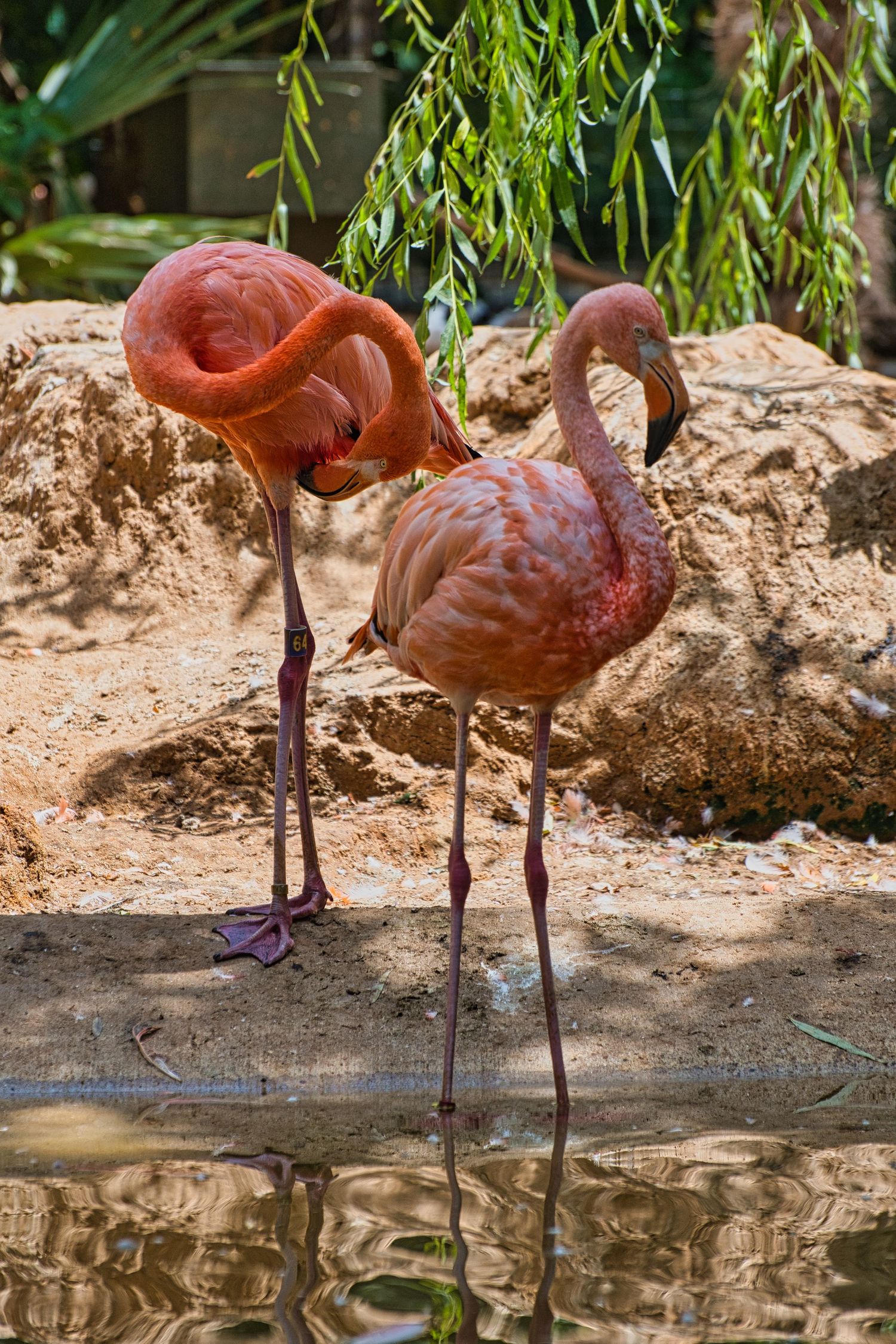 Two pink flamingos standing near a reflective pool with drooping willow branches in background.