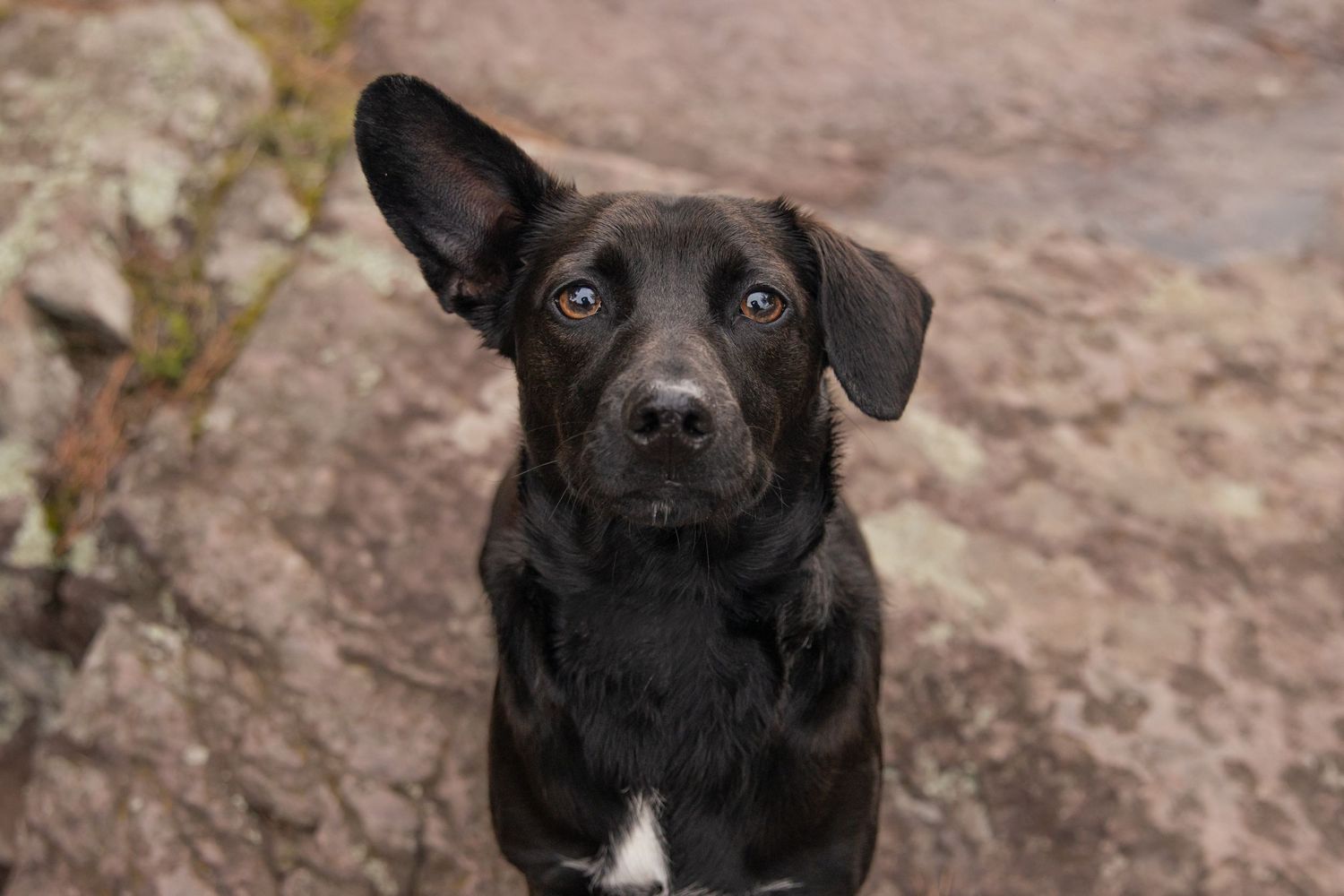 A black mixed-breed dog with perked ears and white chest marking looks attentively at camera against rocky background.