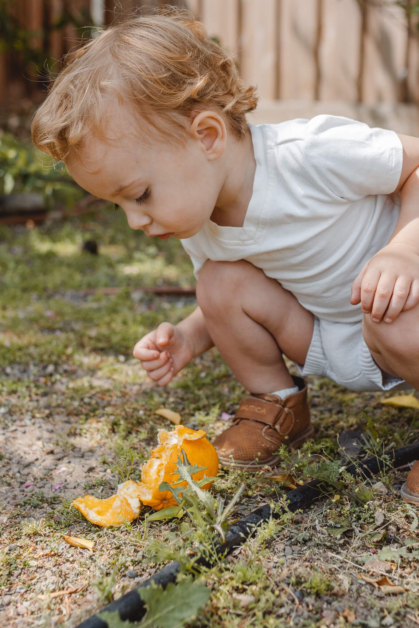 Young toddler in white shirt and leather boots crouches down to observe a orange.