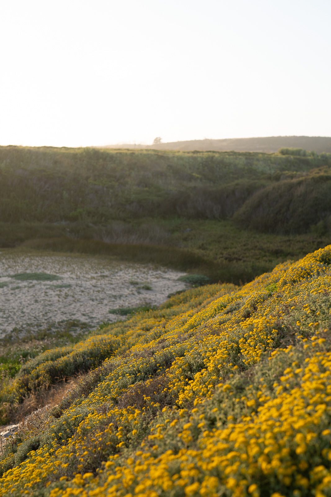 Yellow wildflowers bloom on coastal hillside overlooking misty valley at sunset with rolling hills in background.