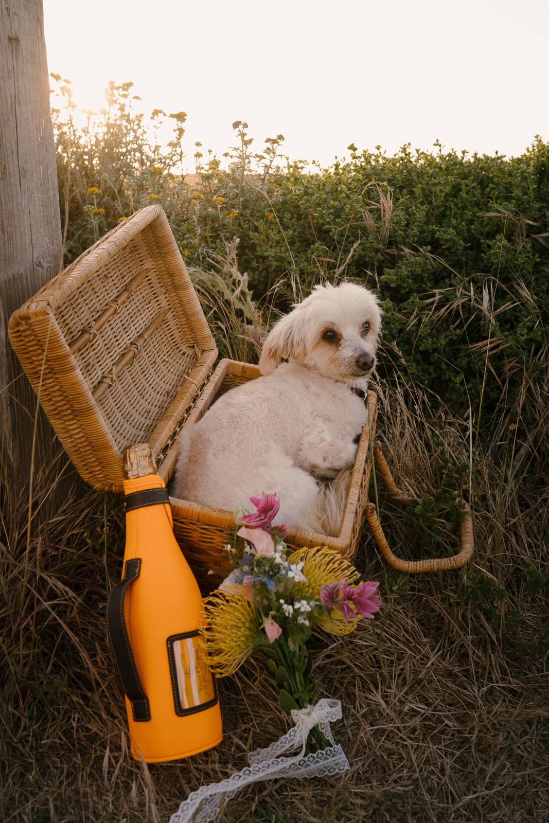White fluffy dog sitting in wicker picnic basket with orange water bottle and wildflowers at sunset in tall grass.