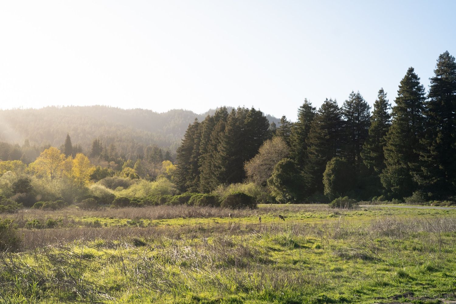 Rolling green meadow dotted with yellow wildflowers stretches to evergreen forest and misty mountain peaks in the distance.