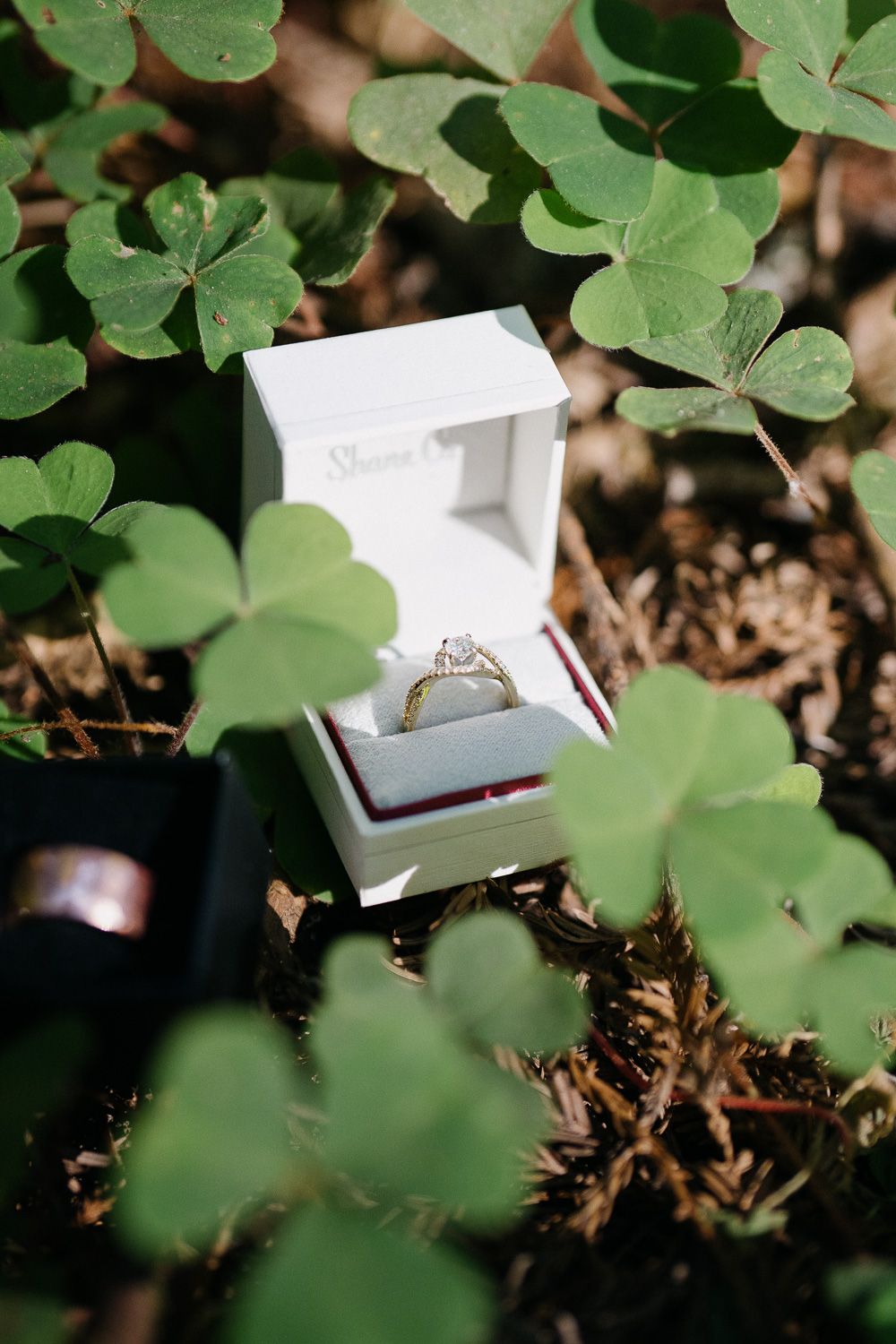 Diamond engagement ring in white box nestled among green clover leaves in garden setting.
