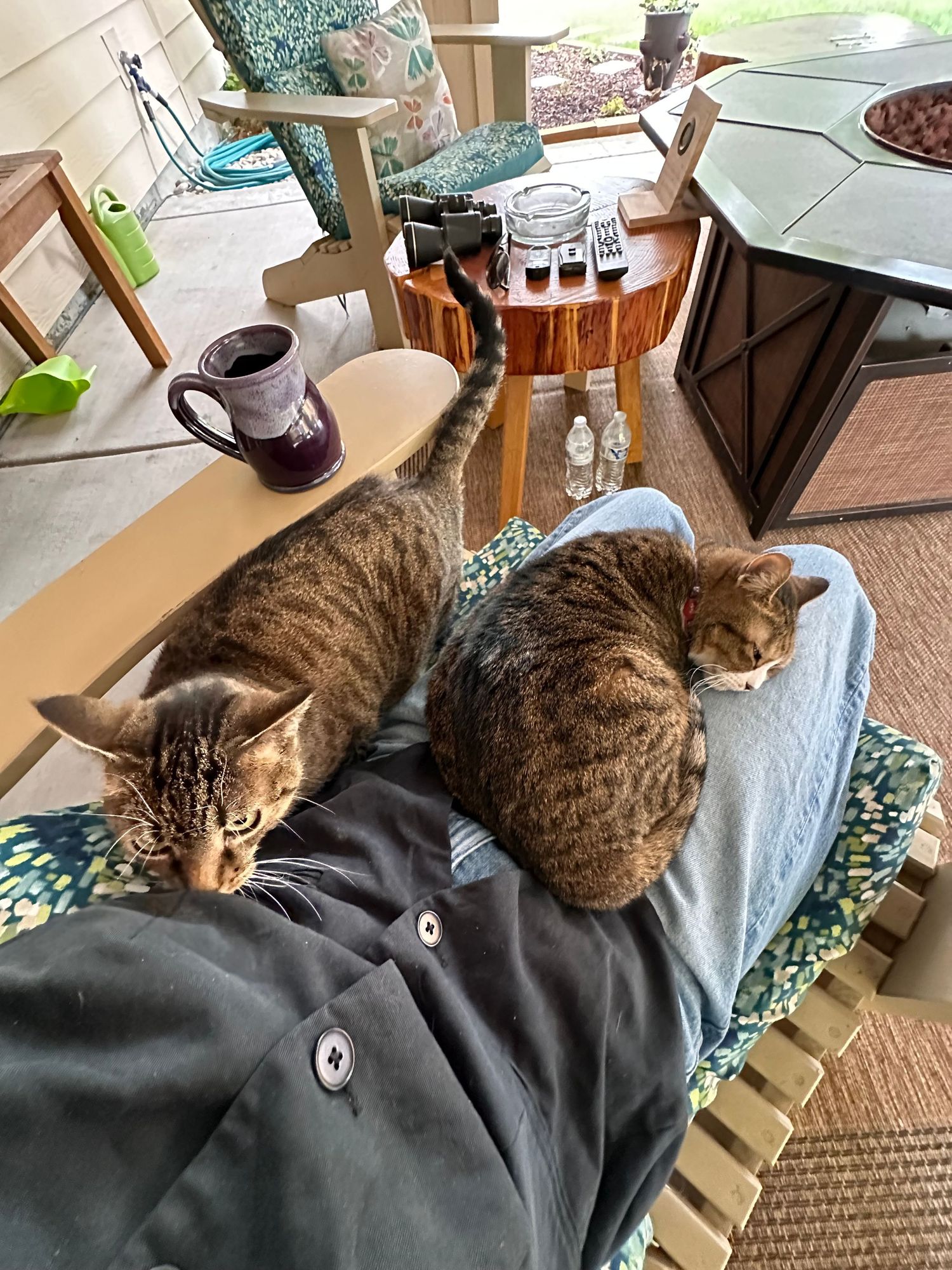 2 cats sitting in my lap