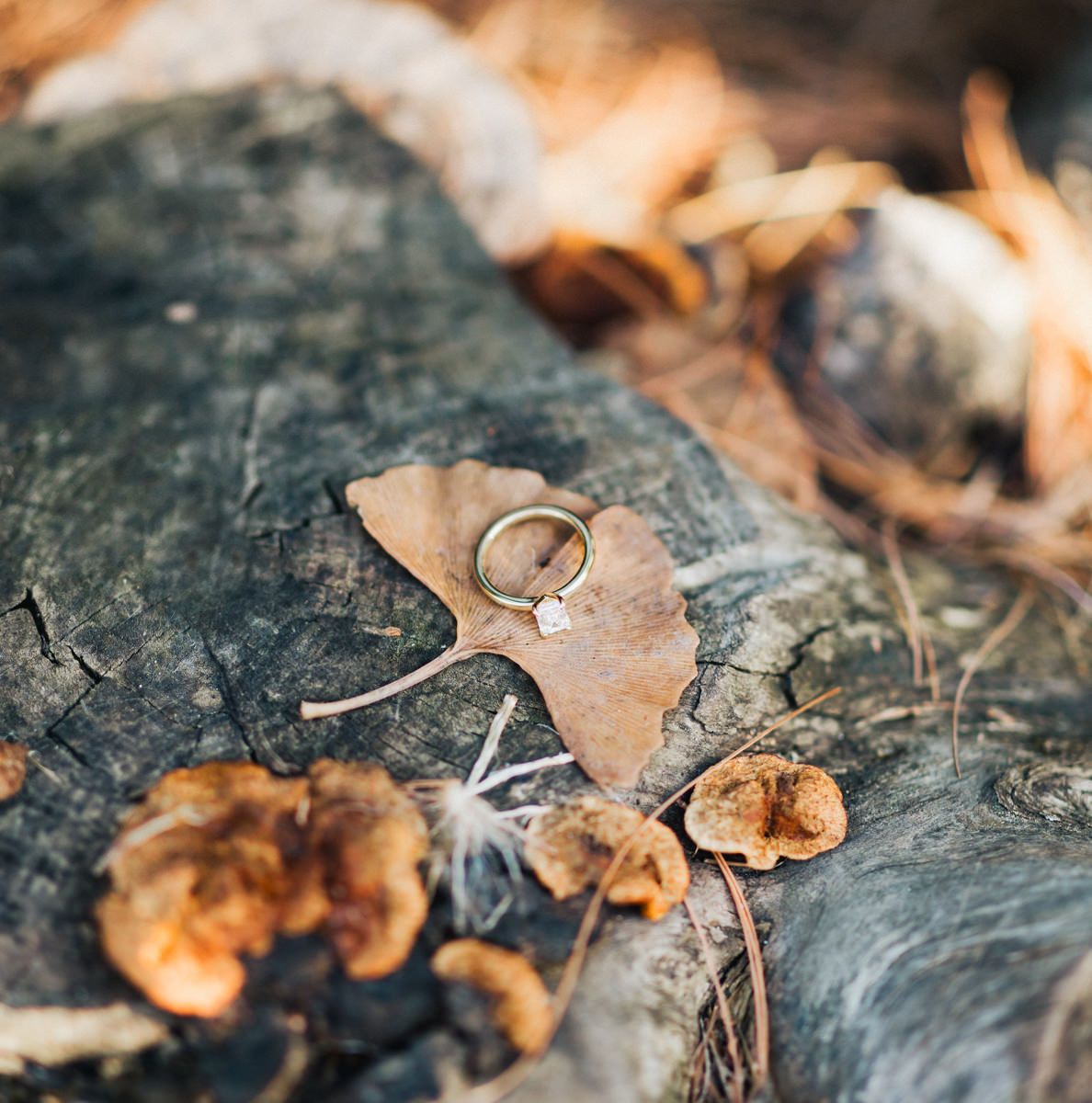 Wedding rings arranged on weathered wood with autumn leaves.