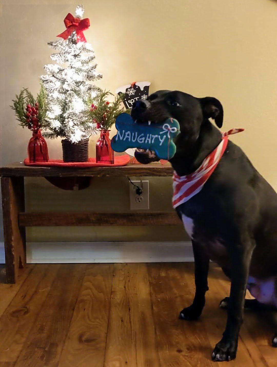 Dog holding bone next to Christmas Tree