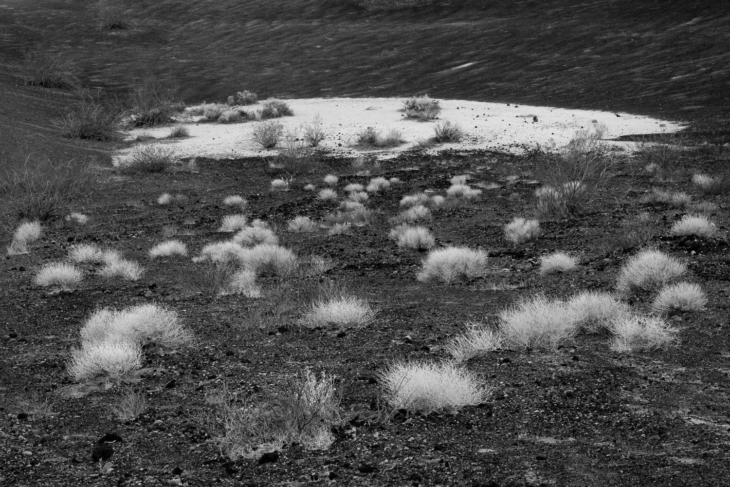 Desert landscape with scattered desert shrubs under cloudy skies.