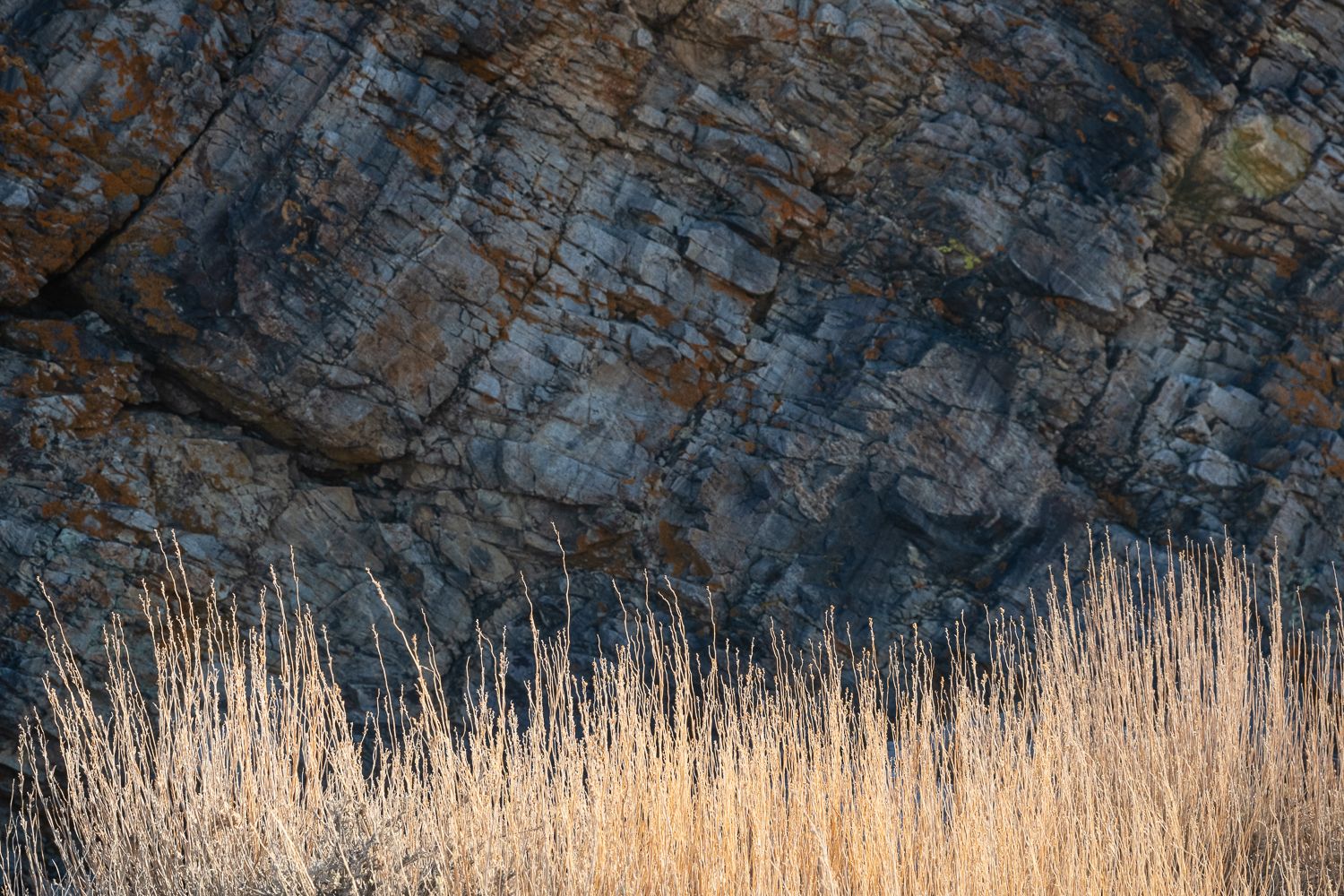 Rugged rocky cliff face with tall dry grass growing at its base.