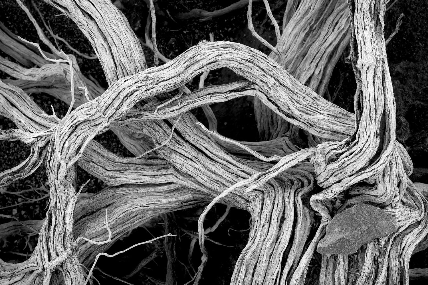 Abstract black and white patterns of twisted weathered tree branches.