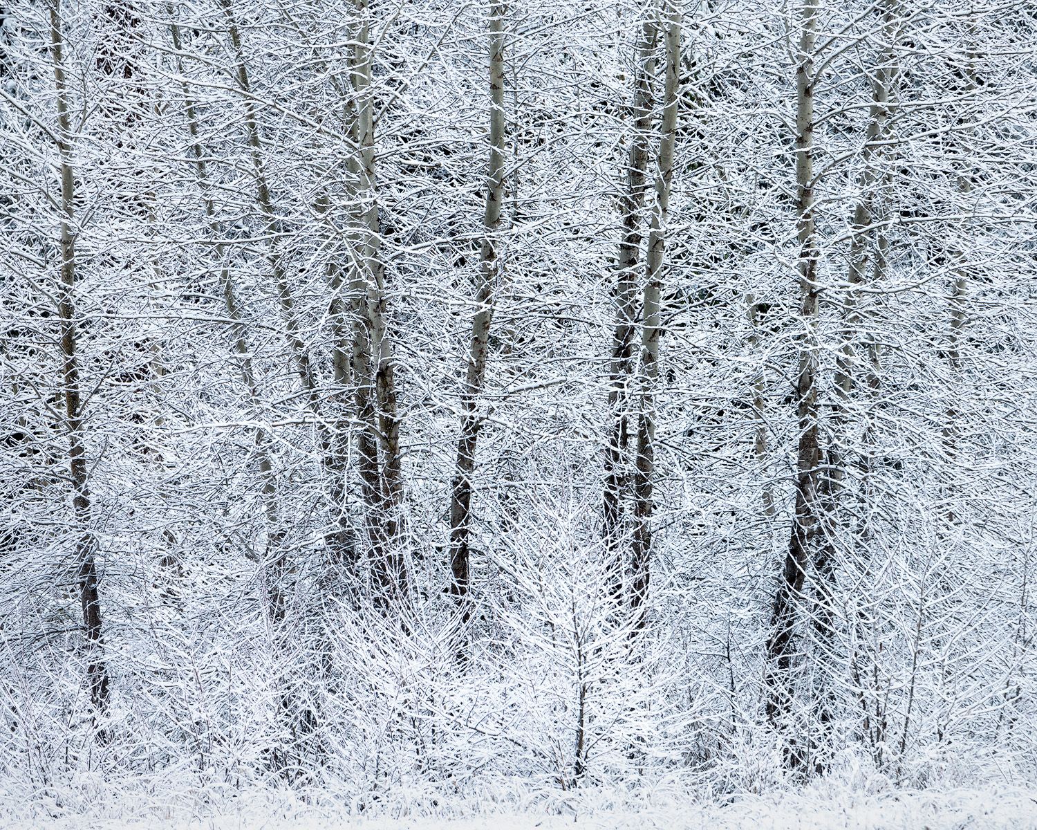 Snow-laden trees form a beautiful white winter wonderland scene.