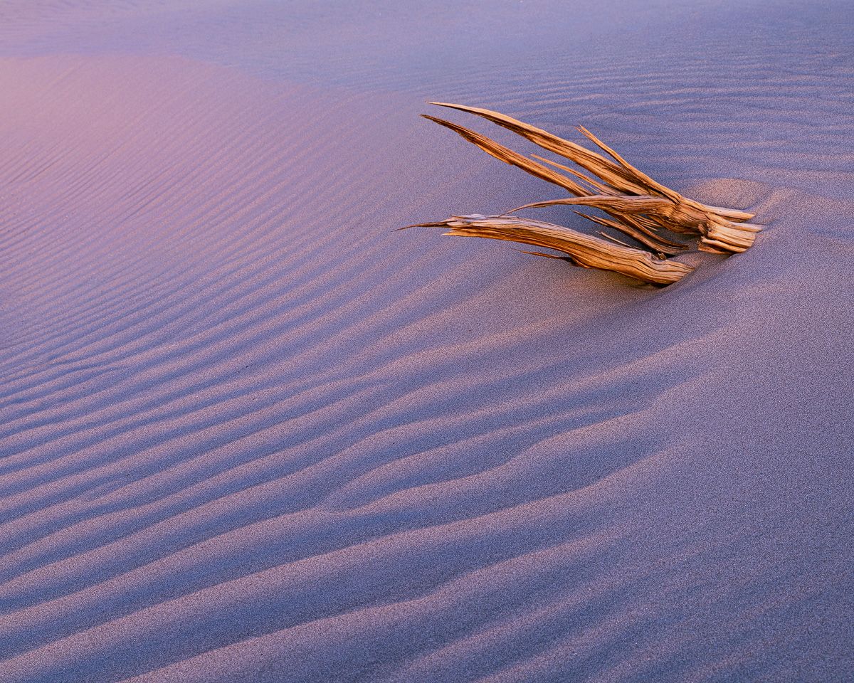 Rippled sand dunes caught in golden light with driftwood accents.