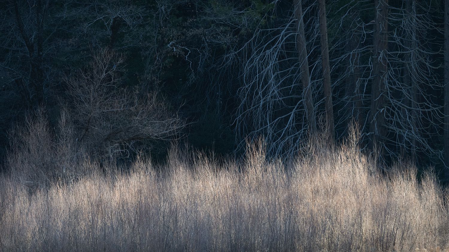 Side lit brush against a dark forest background creates a moody winter landscape.