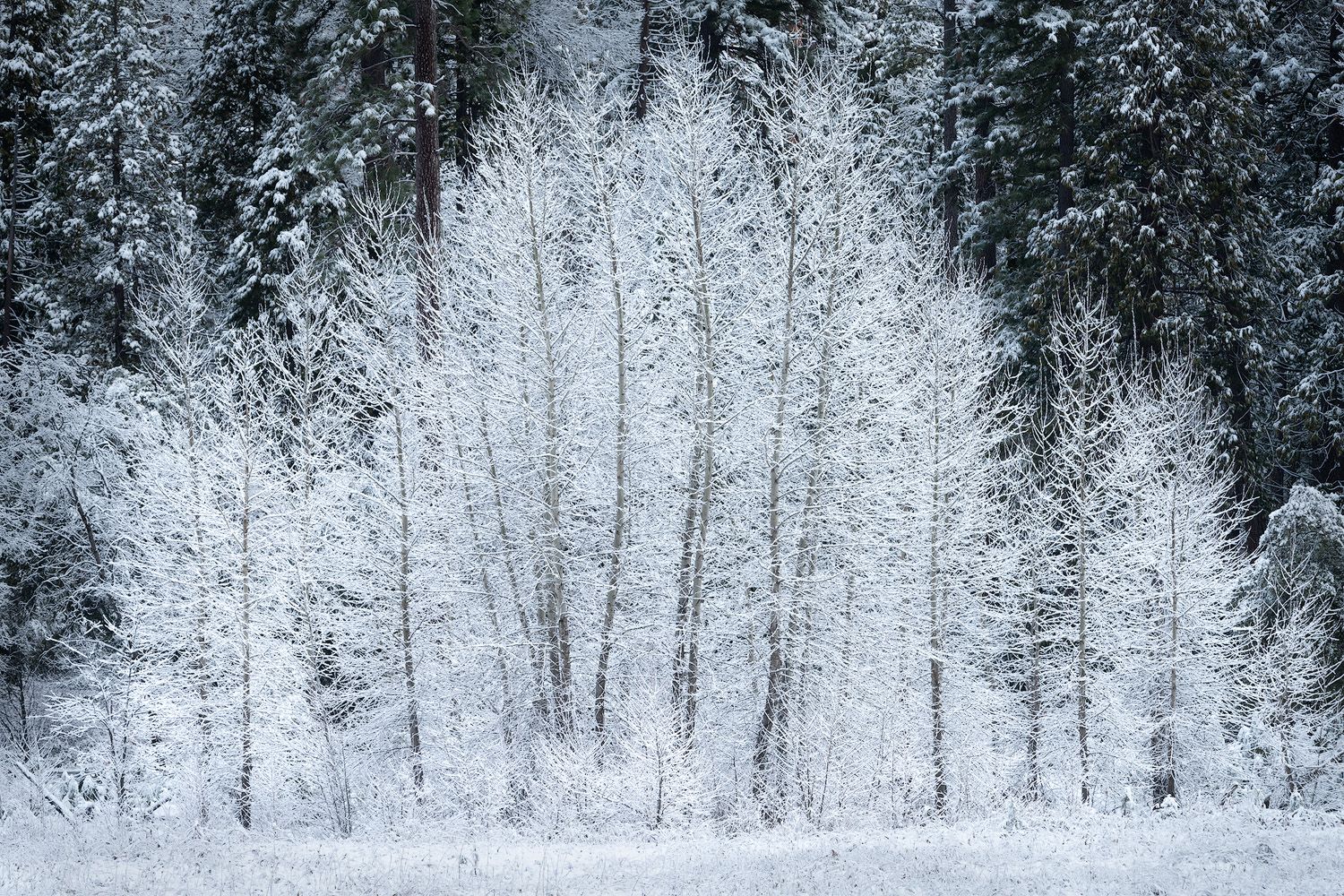 Snow-covered aspen grove with white tree trunks standing in contrast against a dark forest background.