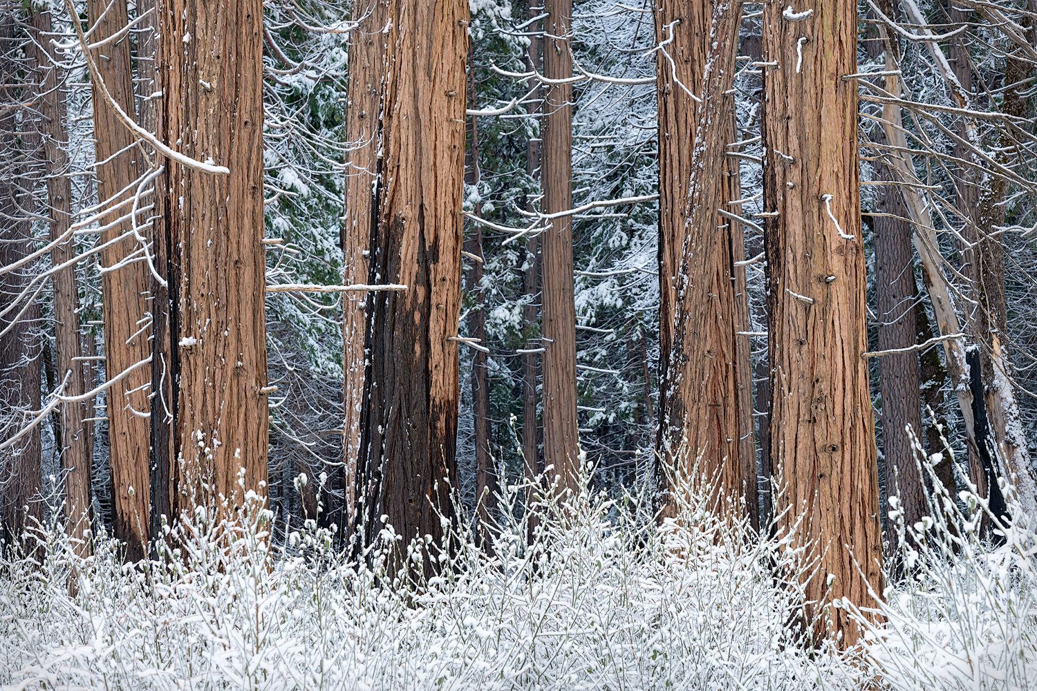 Snow-covered ground beneath towering pine trees in winter forest landscape.