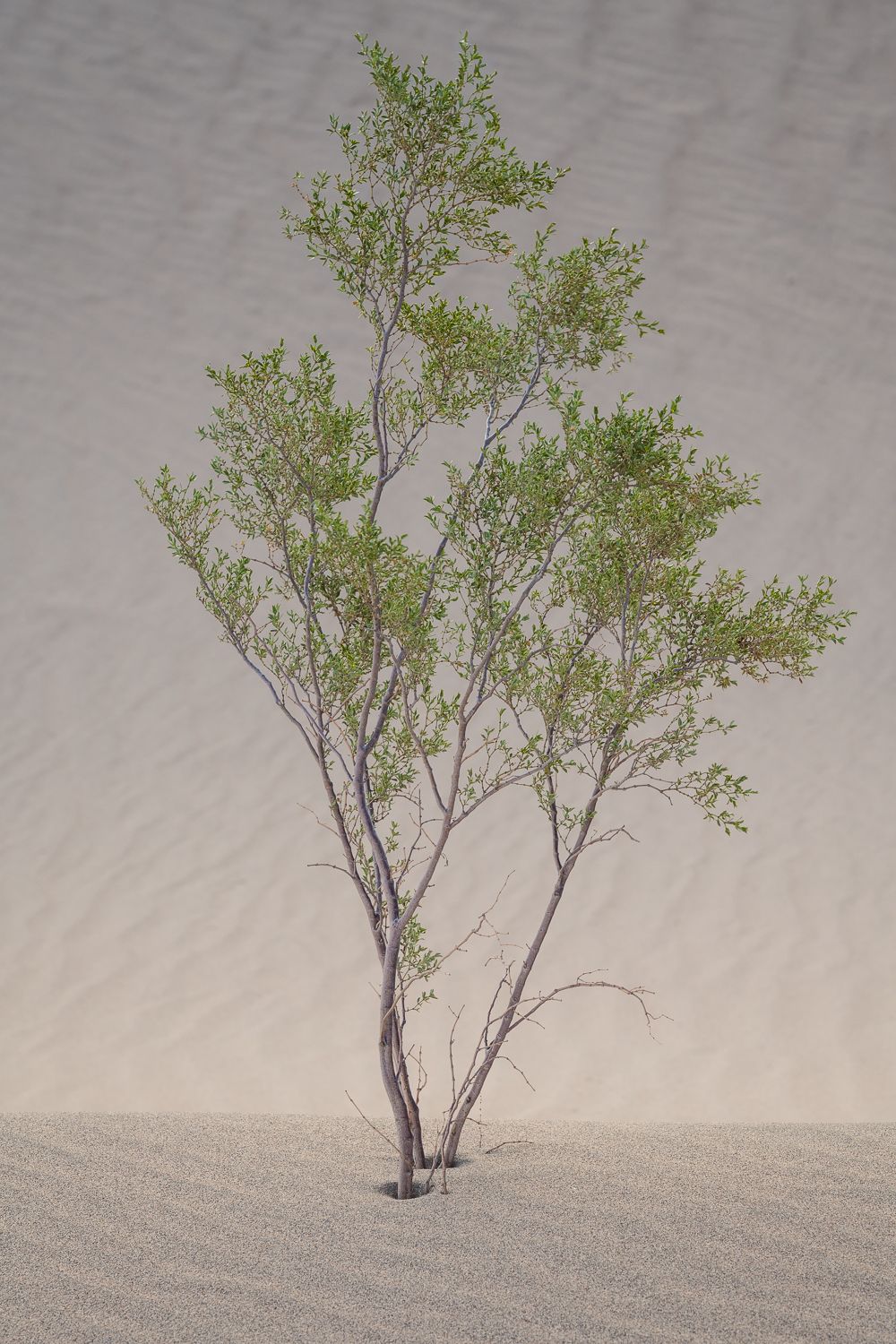 Single delicate tree emerges from smooth sandy dunes.