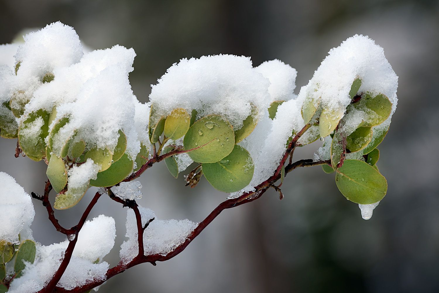 Snow-covered green leaves and branches glisten with melting ice droplets.