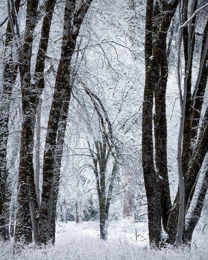 Winter forest scene with snow-covered birch trees creating a dreamy white woodland atmosphere.