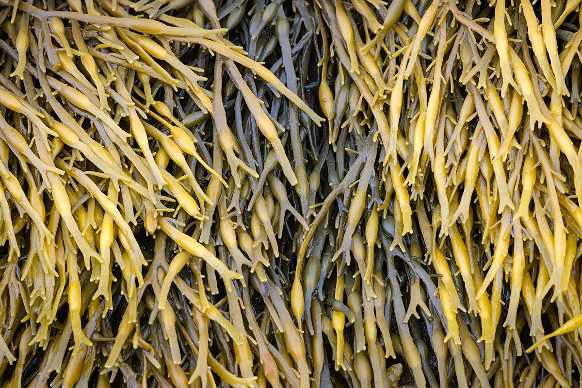 Close-up of golden seaweed strands creating abstract natural patterns.