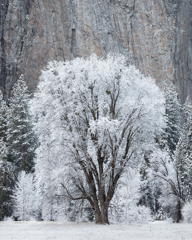 Frost-covered tree stands majestically against granite cliffs in a snowy winter landscape.