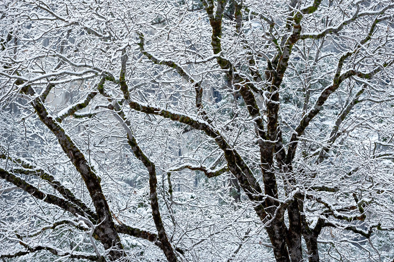 Snow-covered tree branches create an intricate winter pattern against a gray sky.