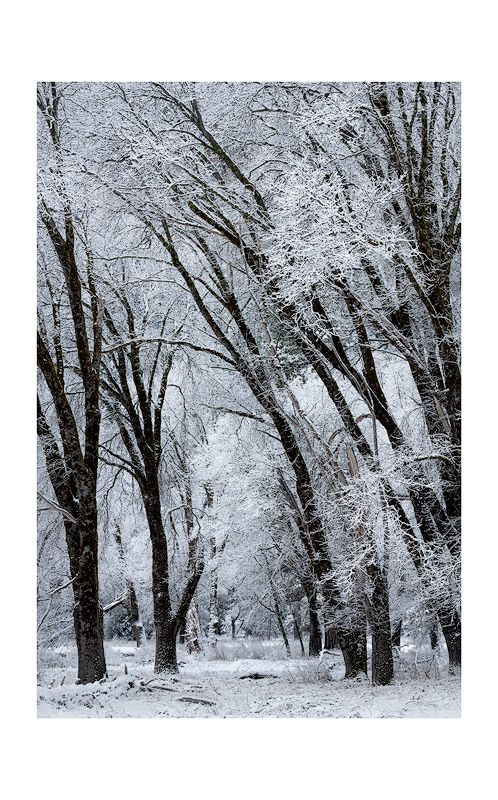 Snow-covered trees line a serene winter path in a monochromatic forest scene.