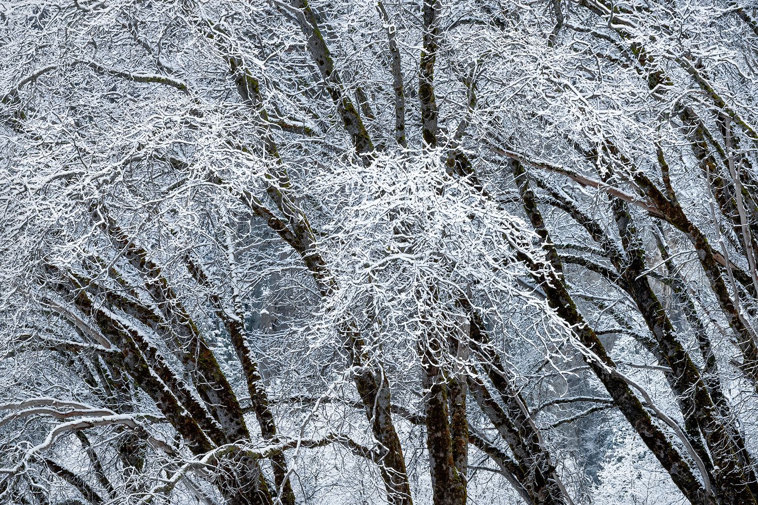 Snow-covered tree branches create a serene winter landscape in the forest.