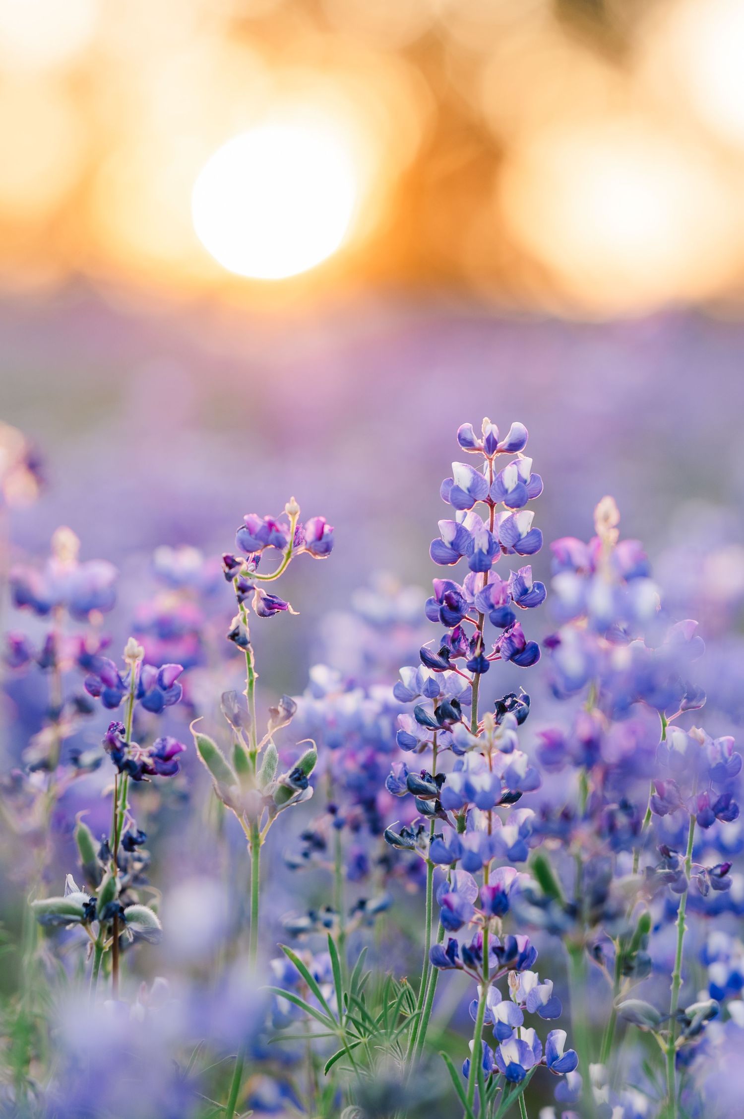 Purple lupine flowers backlit by golden sunset in meadow.