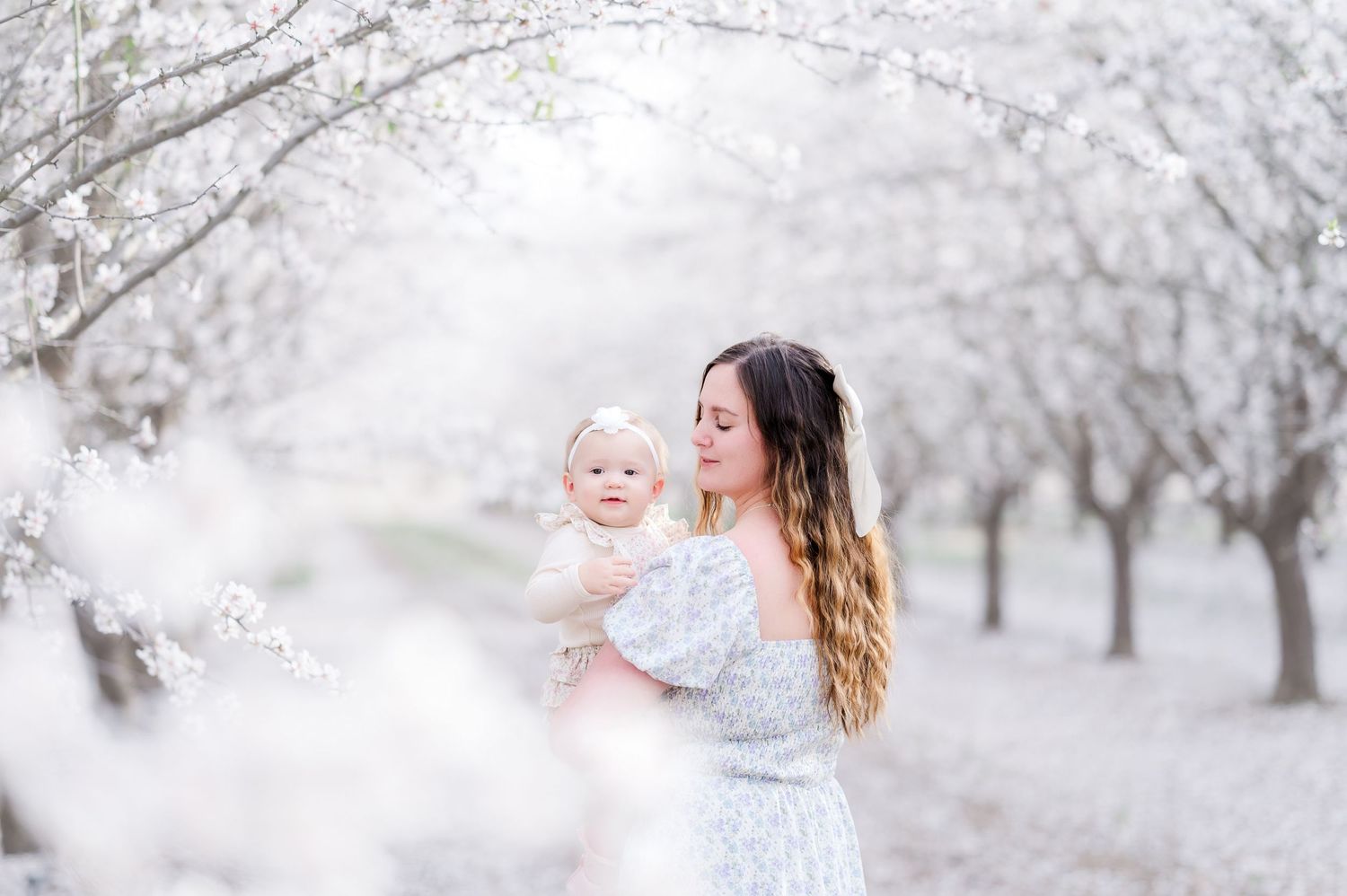 Sweet moment captured in blooming white cherry blossom orchard.