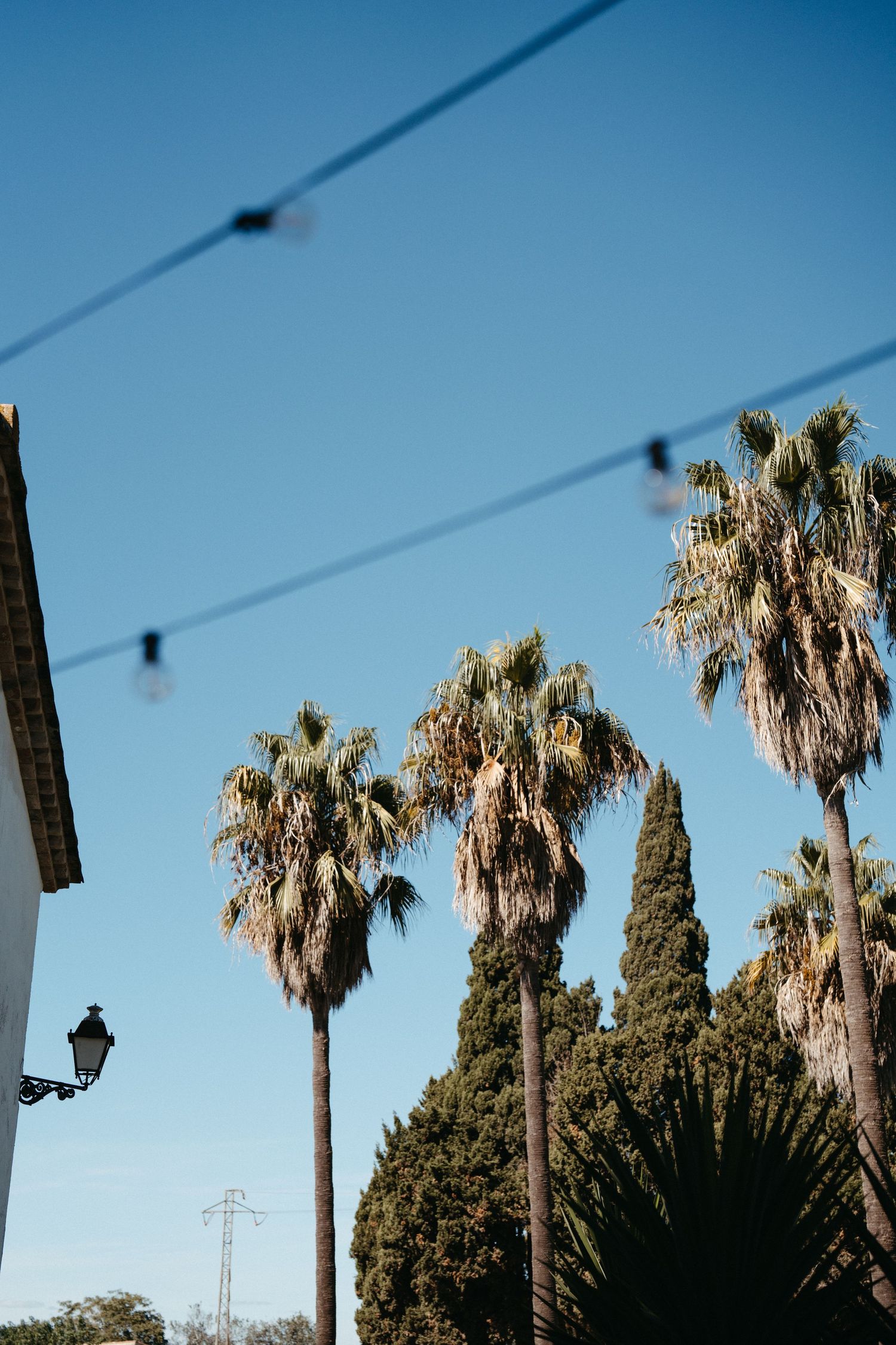 Palm trees and cypress trees stand tall against a bright blue sky with power lines visible overhead.