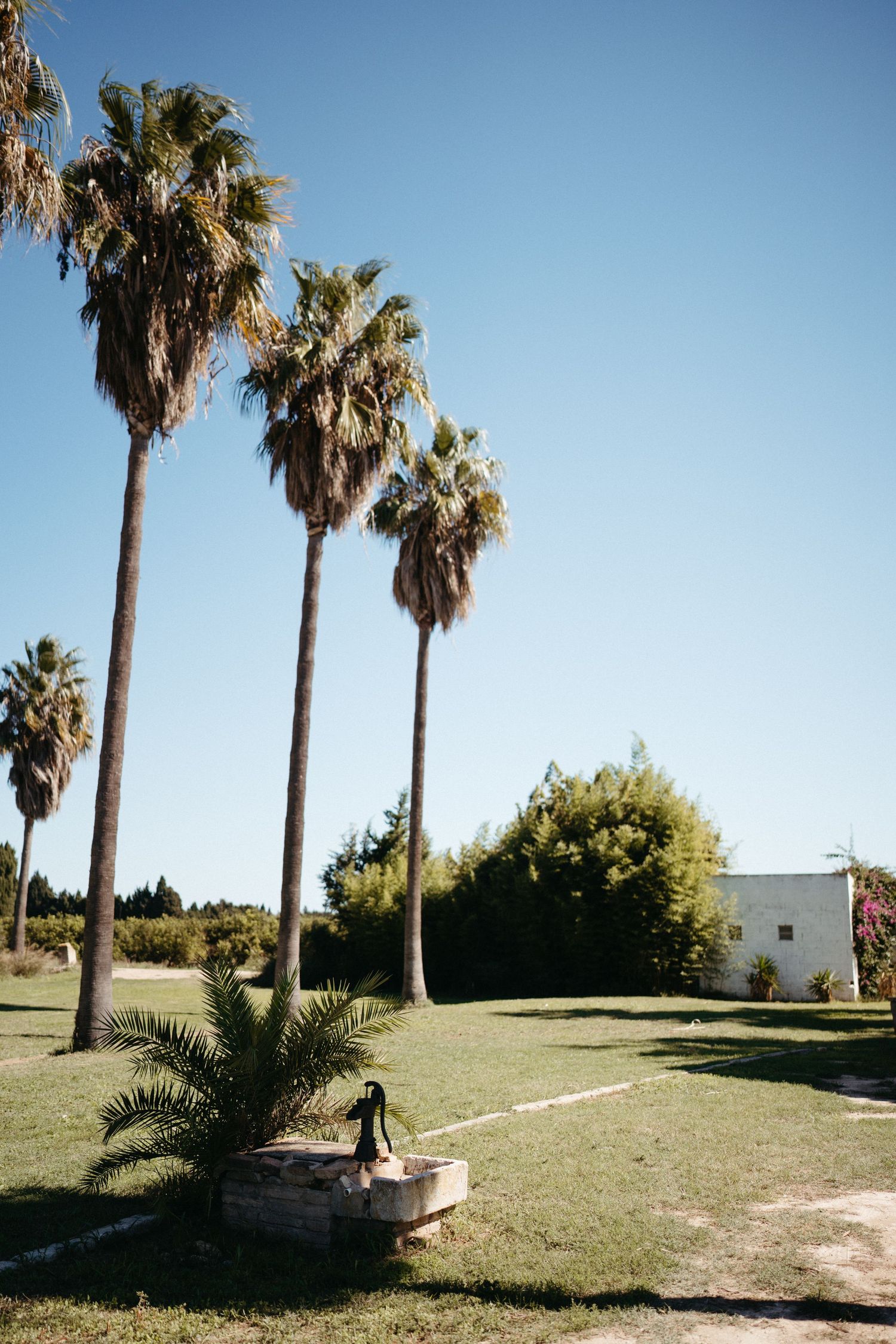 Tall palm trees line a grassy coastal area on a sunny day with clear blue skies.
