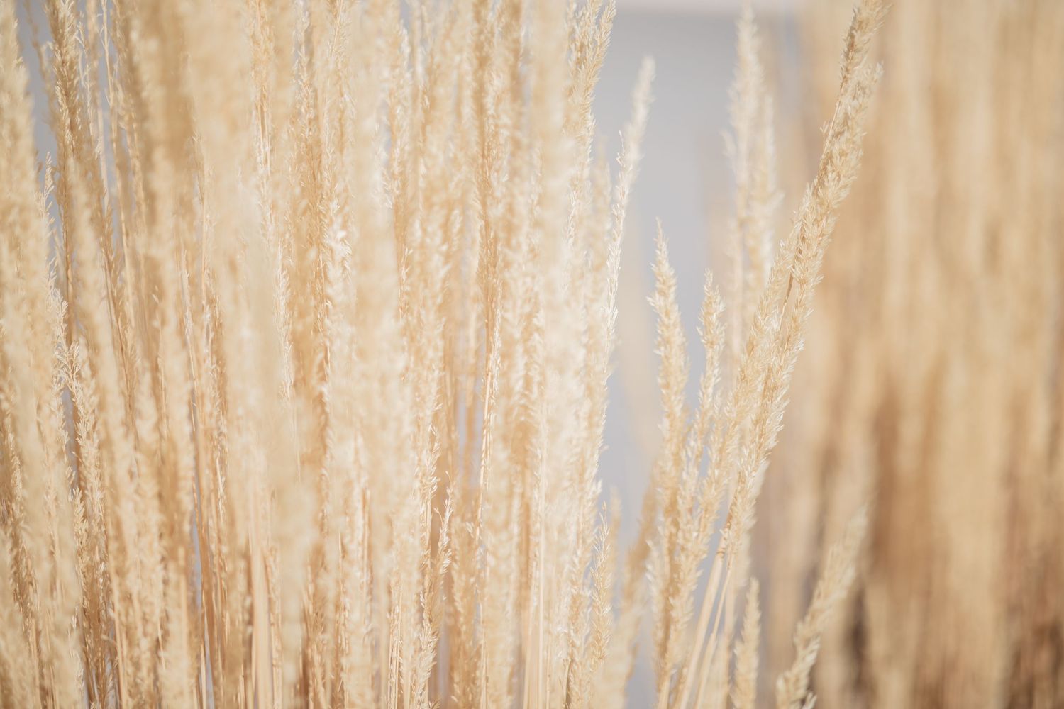 Close-up of tall dry wheat grass stalks backlit against soft blue sky.