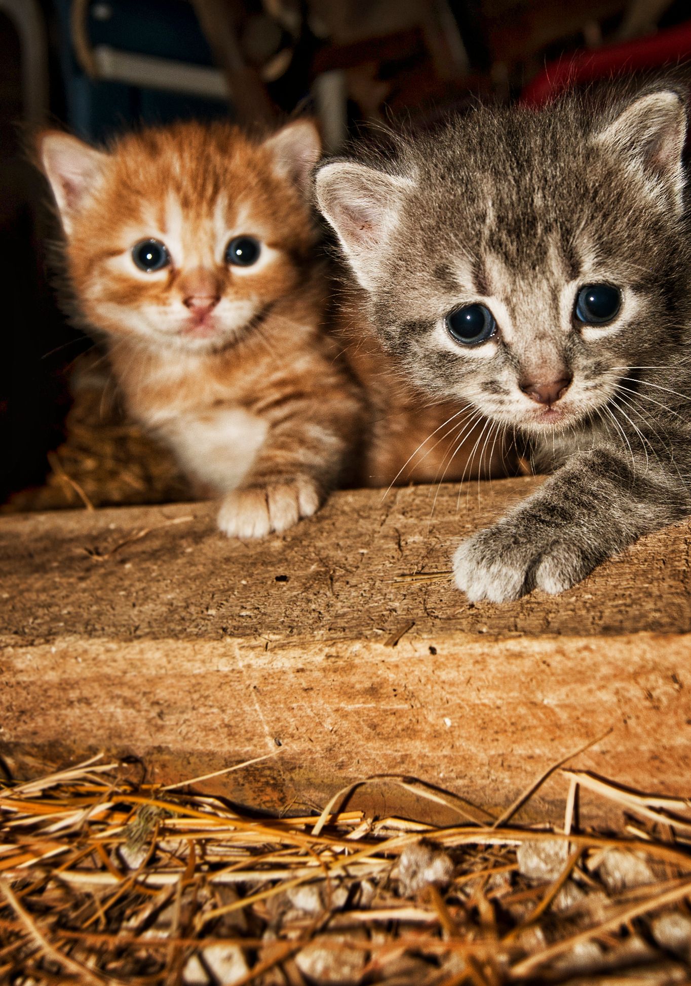 Three adorable kittens peek out from behind a wooden surface in a playful and curious manner.